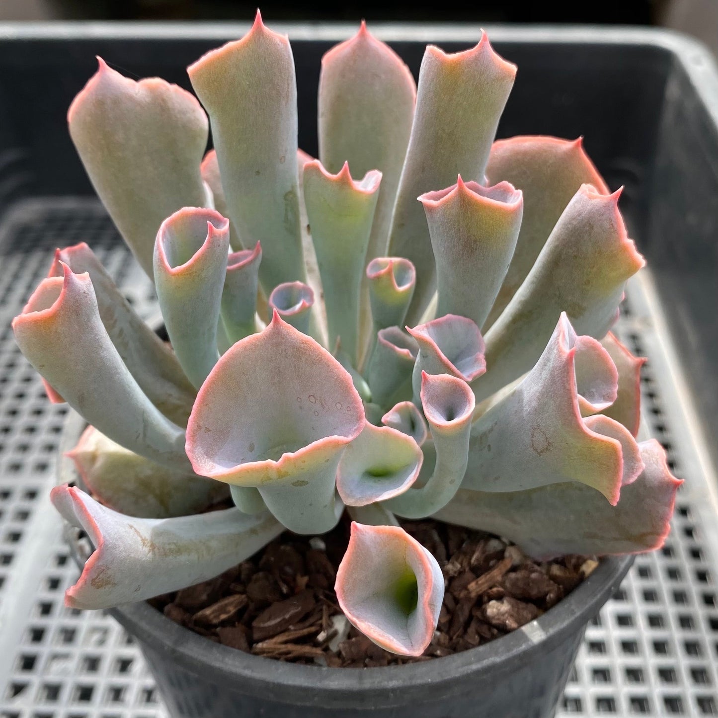 Echeveria trumpet pinky