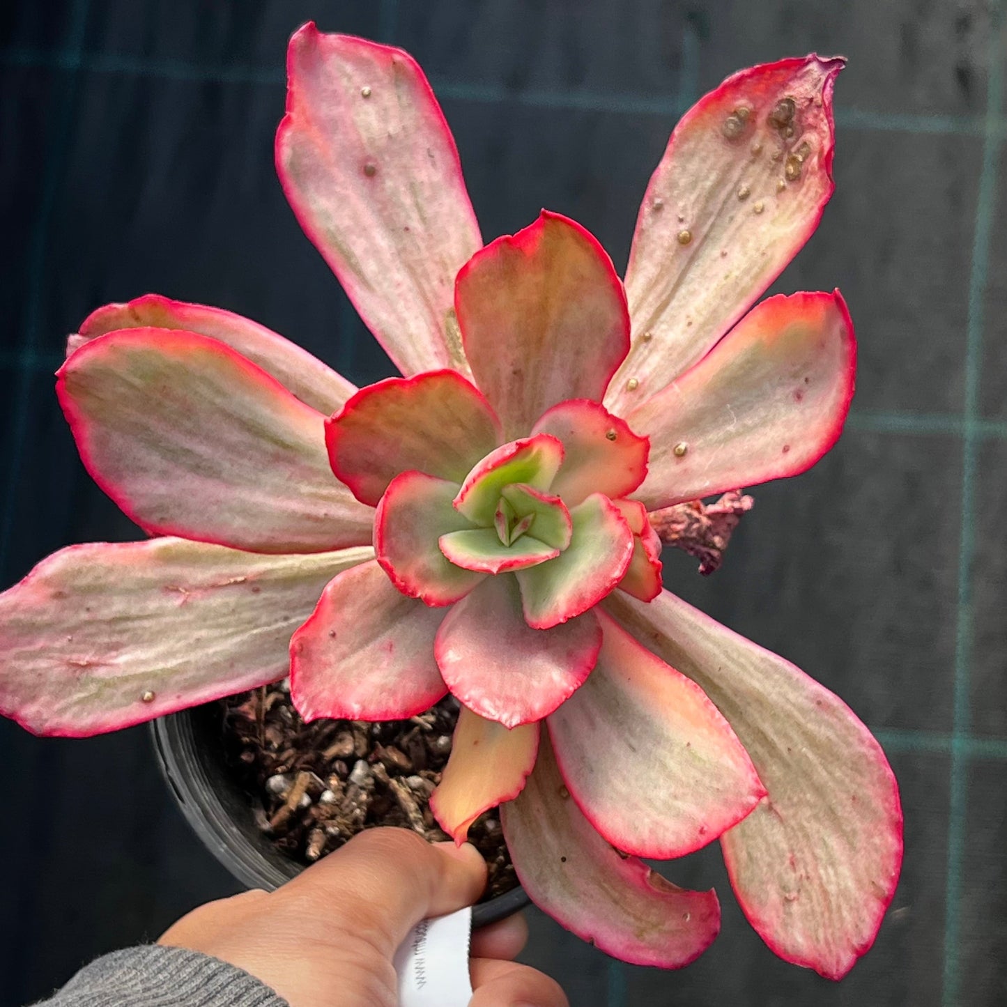 Echeveria Marijah yellow variegation