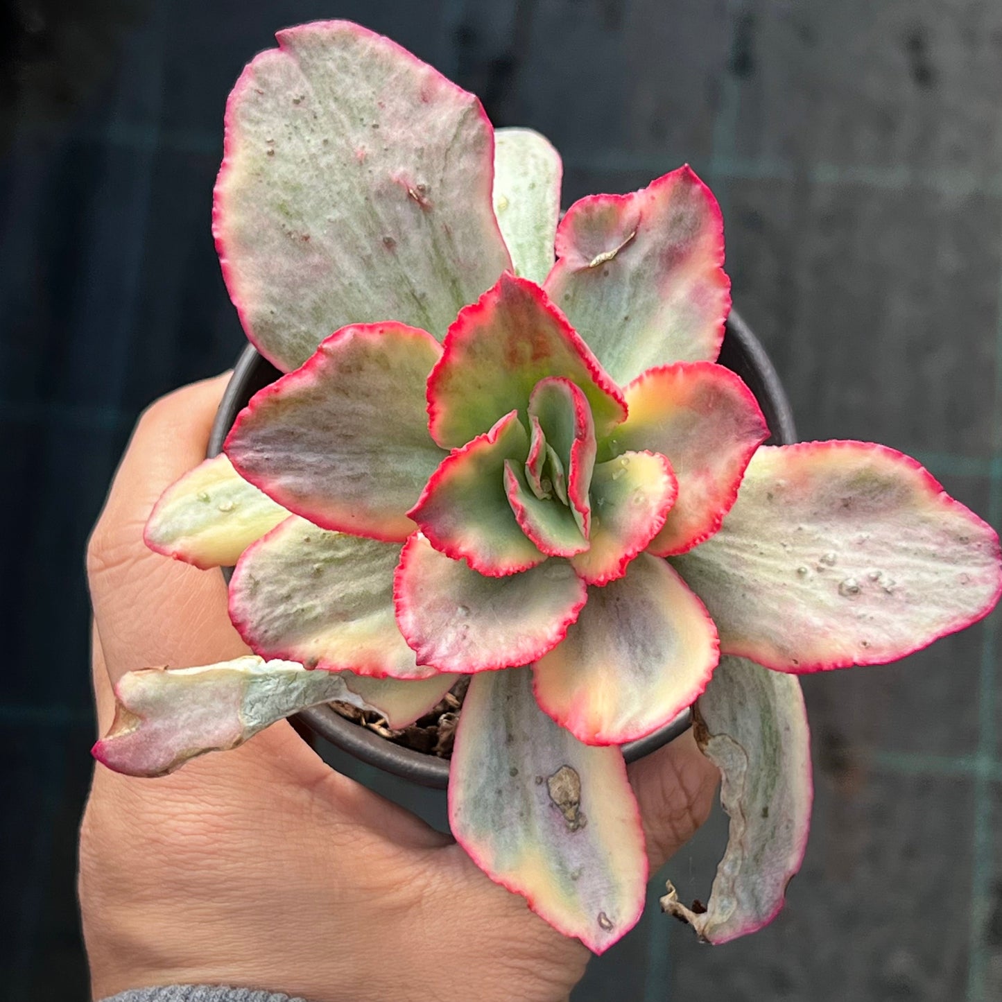 Echeveria Marijah yellow variegation