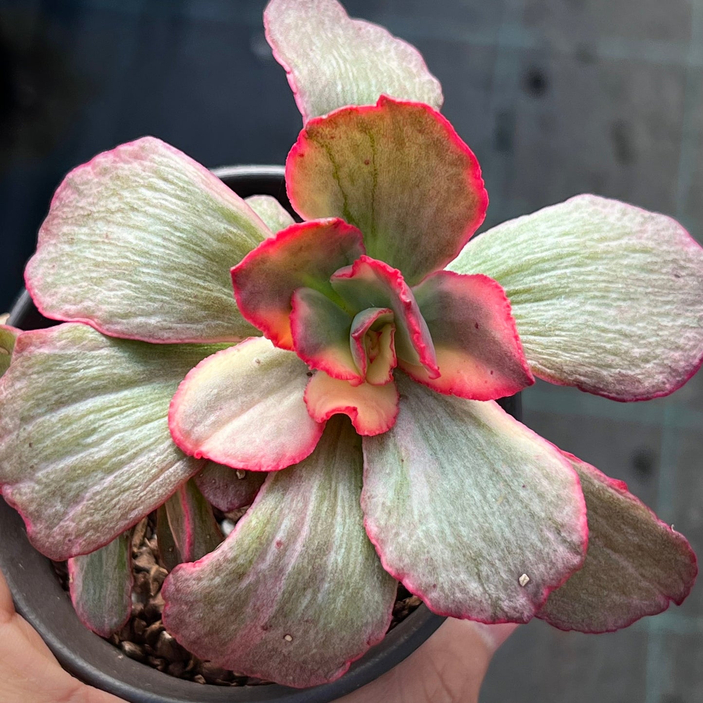 Echeveria Marijah yellow variegation
