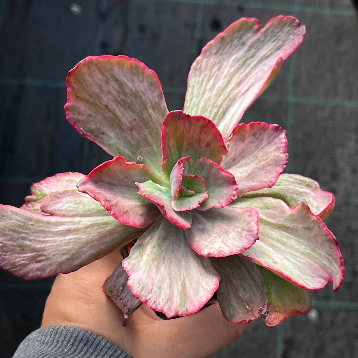 Echeveria Marijah yellow variegation