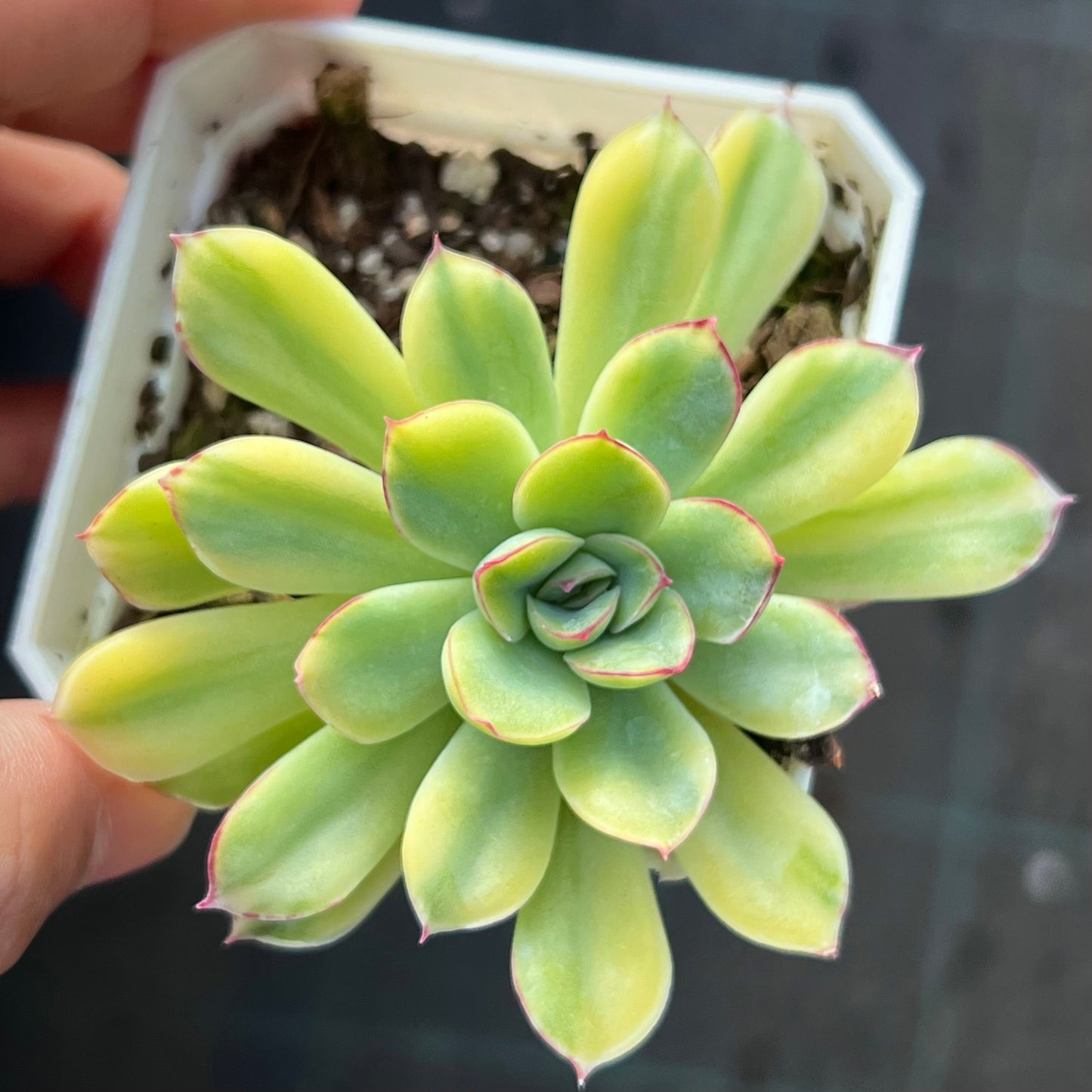 Echeveria pulidonis yellow variegation
