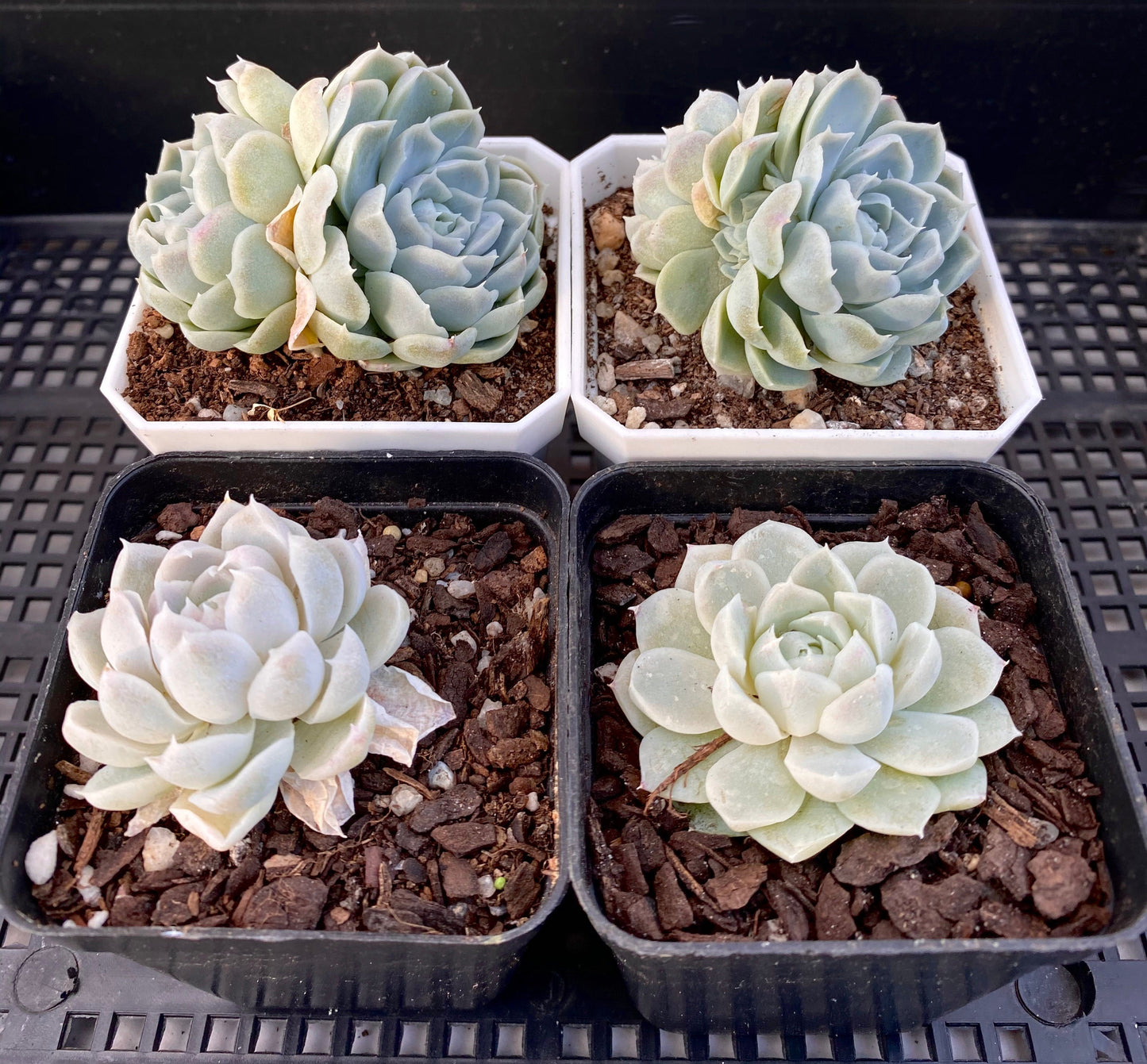 Echeveria albicans x lindsayana