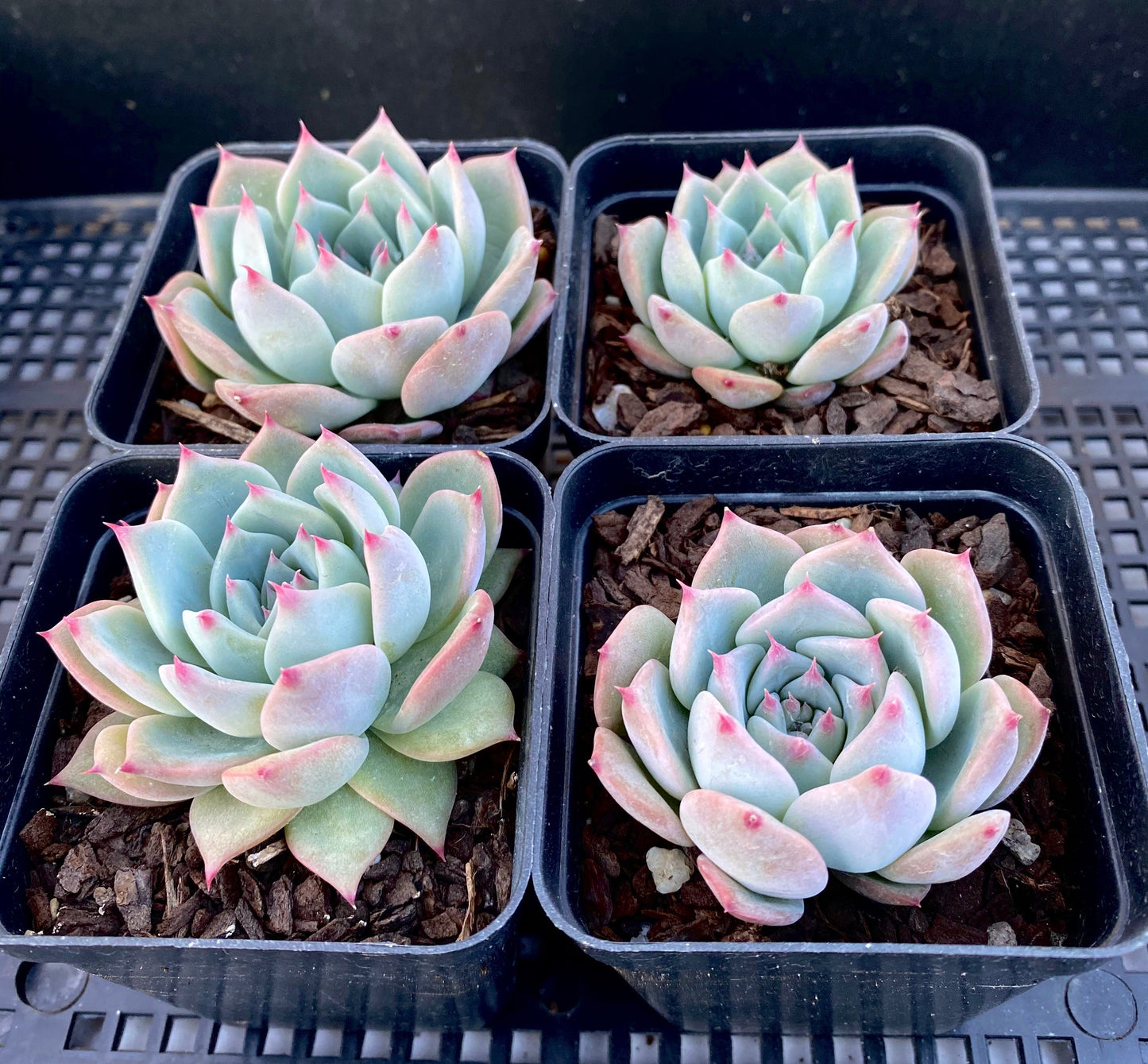 Echeveria home alone
