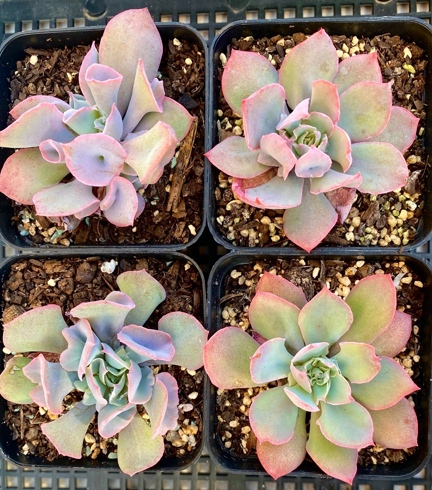 Echeveria trumpet pinky