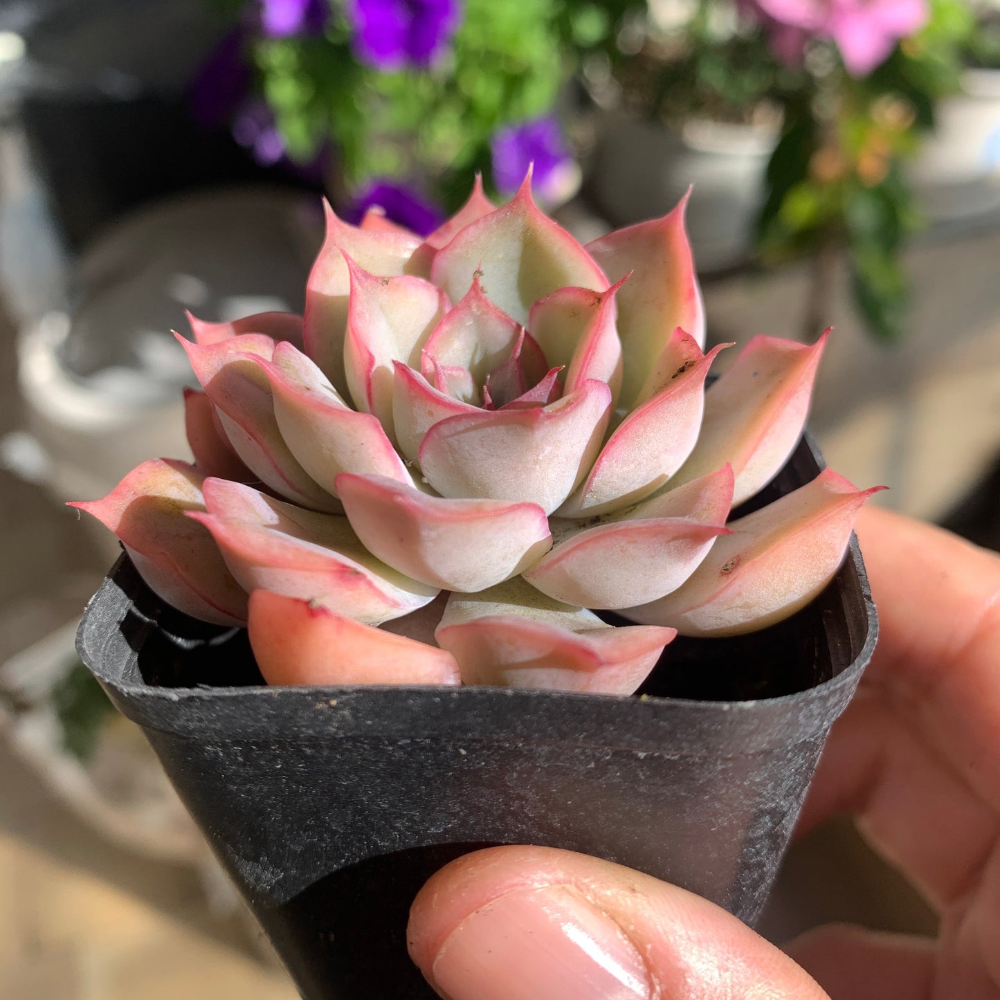 Echeveria Fiona 菲奥娜
