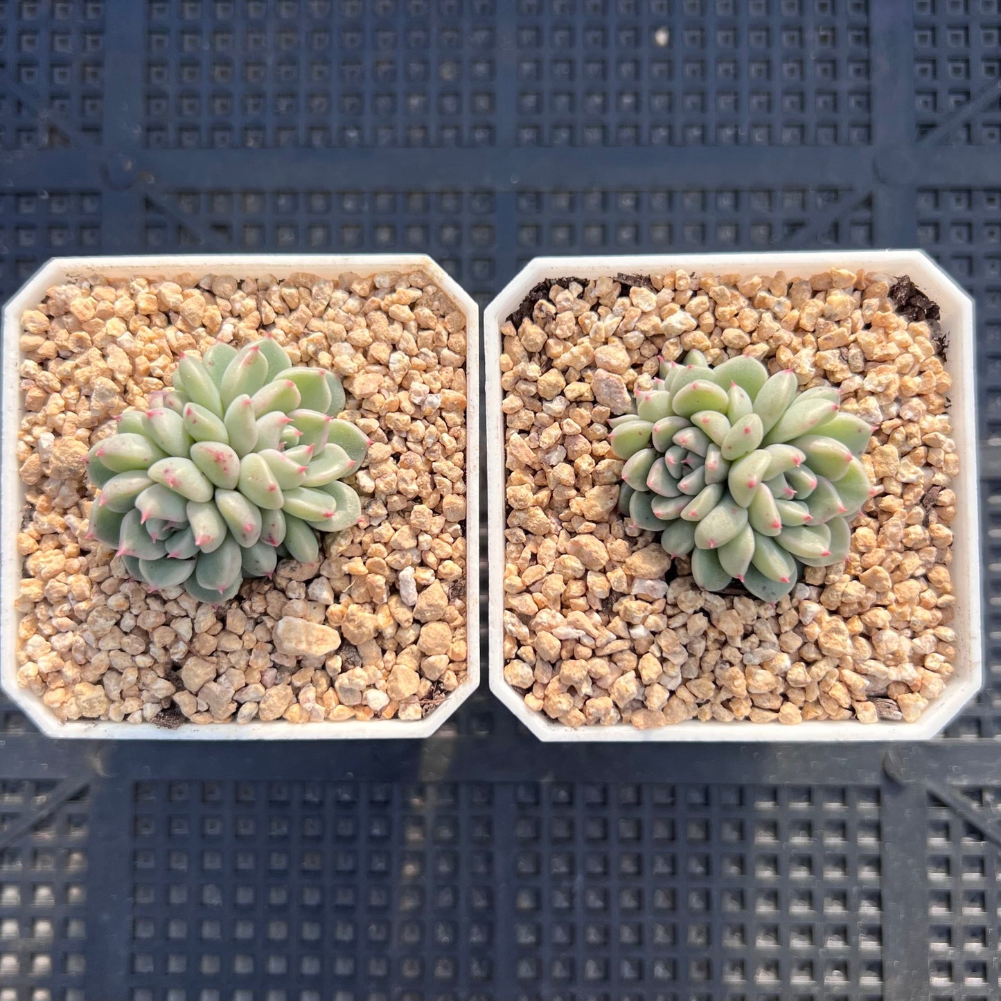 Echeveria cute bubble