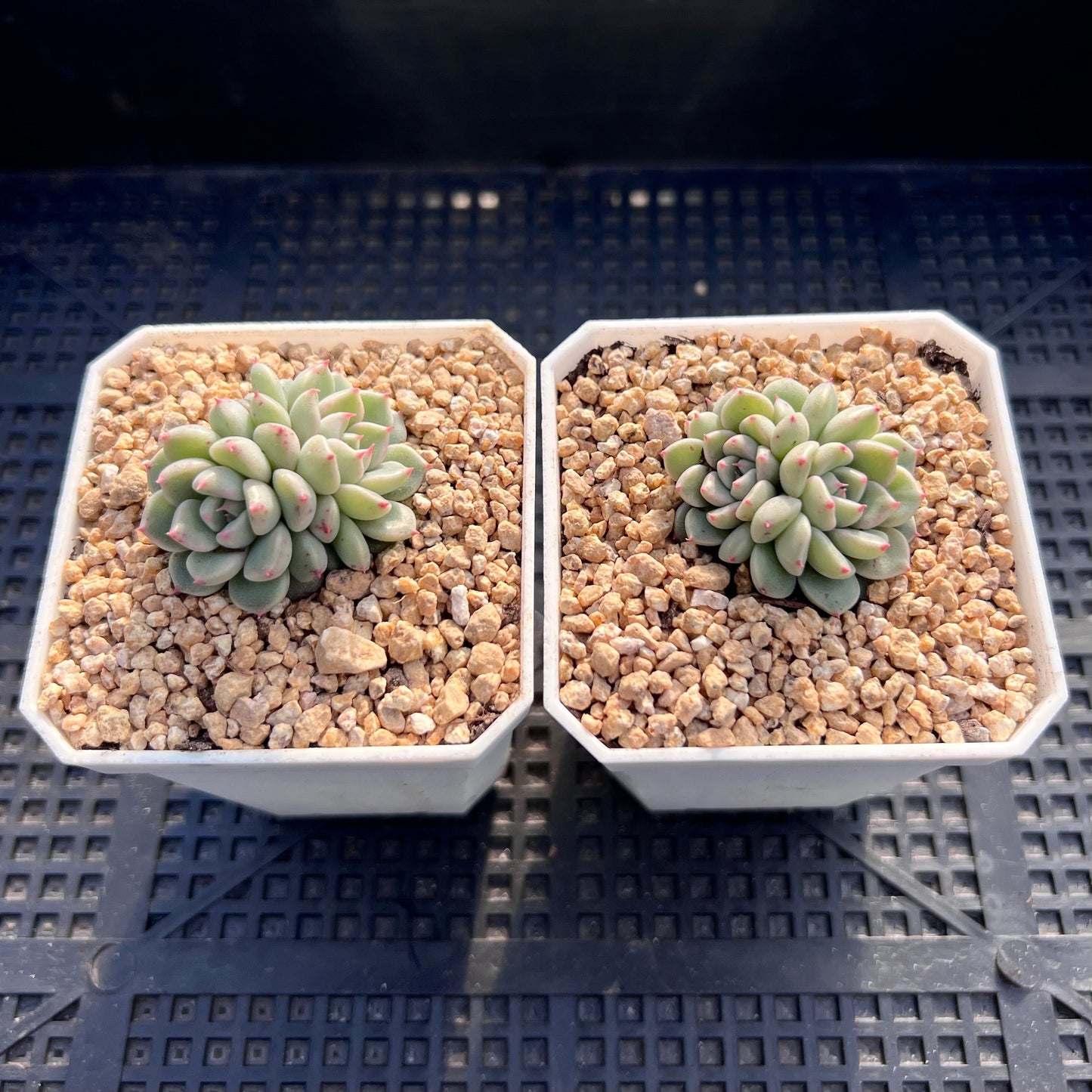 Echeveria cute bubble