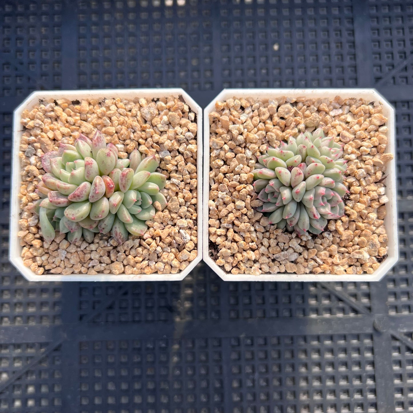 Echeveria cute bubble