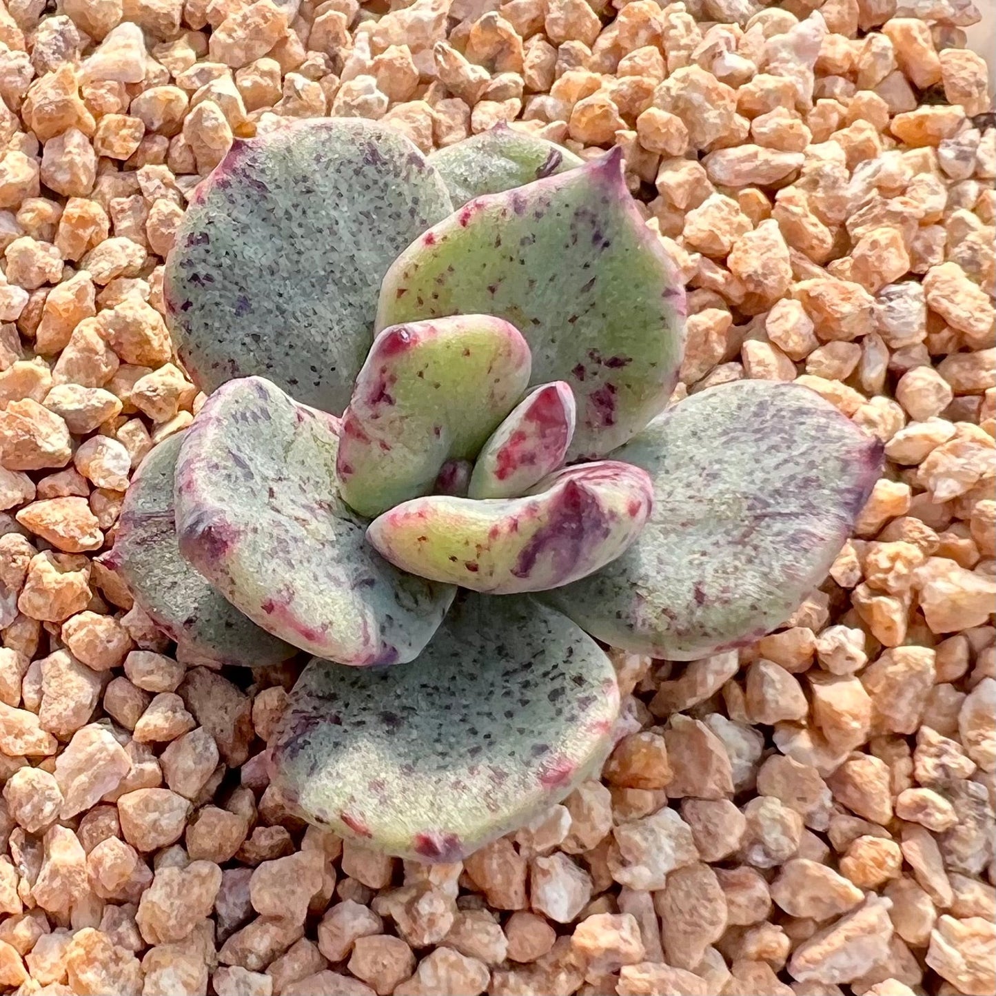 Echeveria riga monstrose