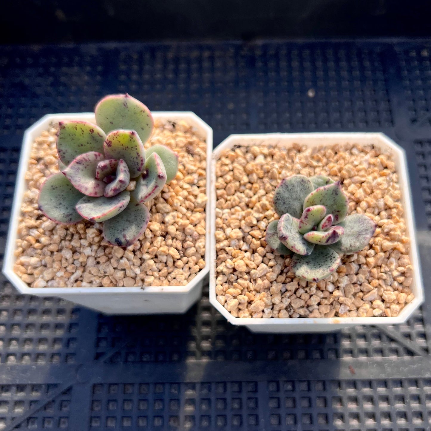 Echeveria riga monstrose