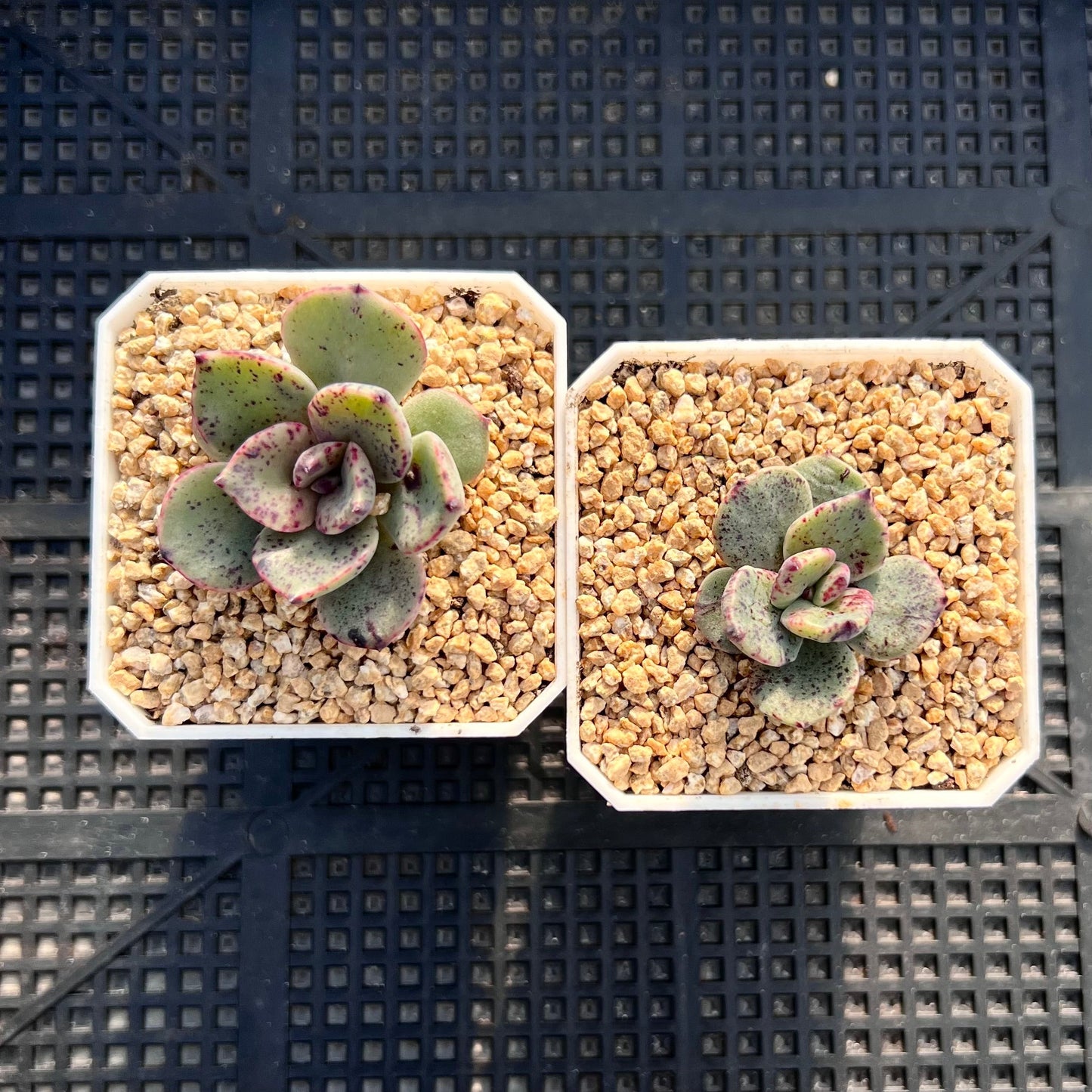 Echeveria riga monstrose