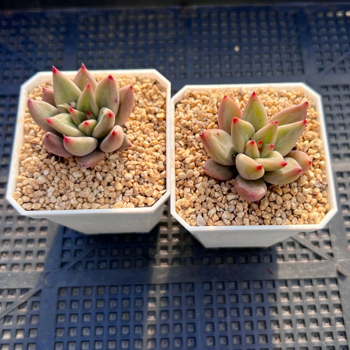 Echeveria Psyche S