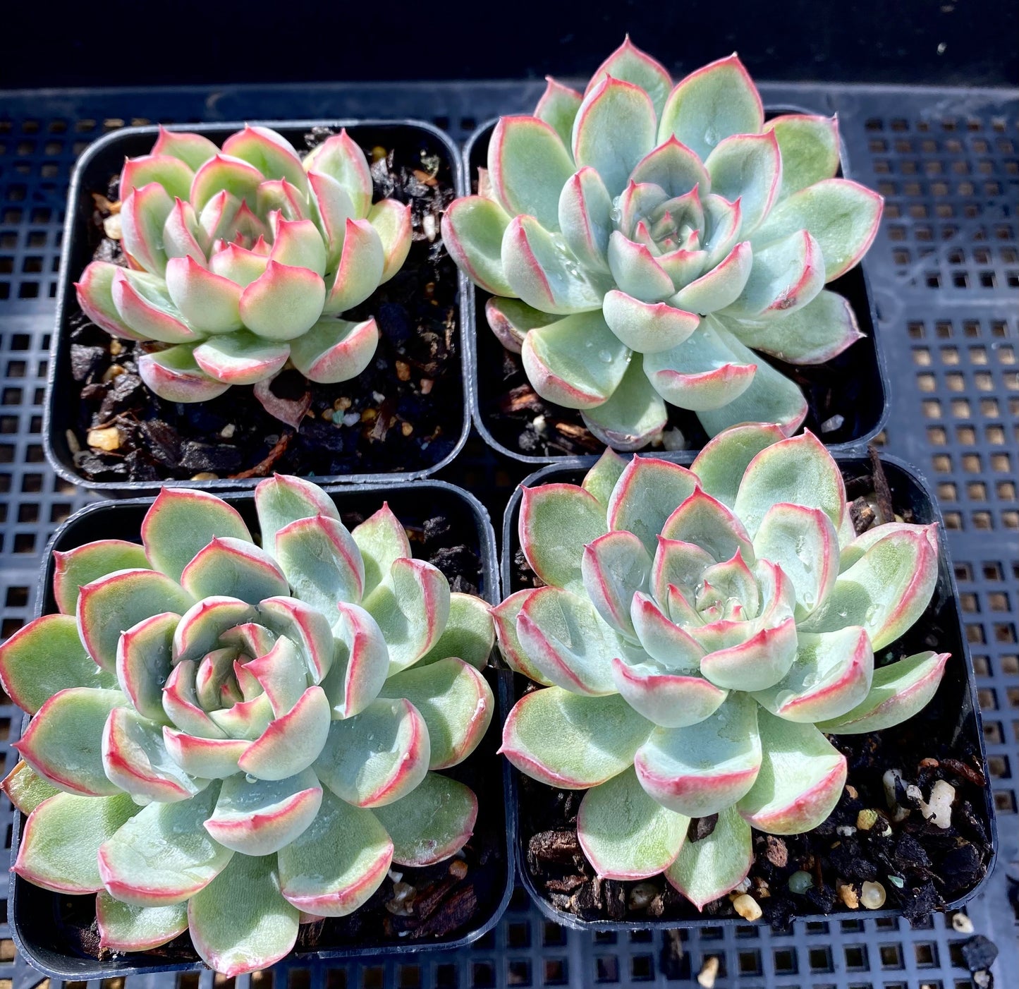 Echeveria Joanna