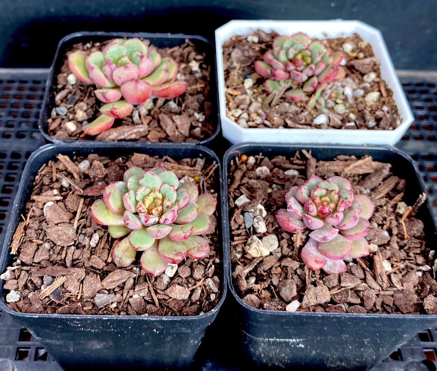 Echeveria Nocturn
