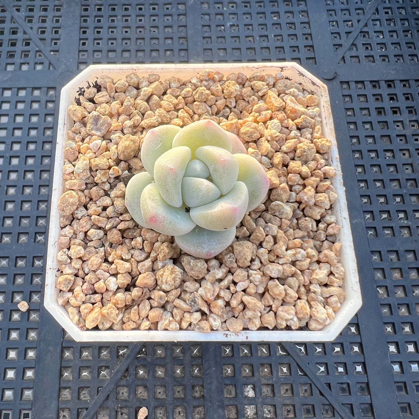 Echeveria ice green semi monstrose