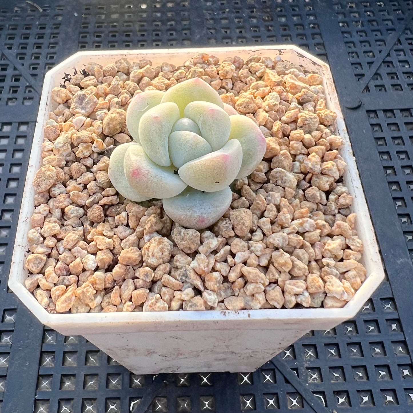 Echeveria ice green semi monstrose