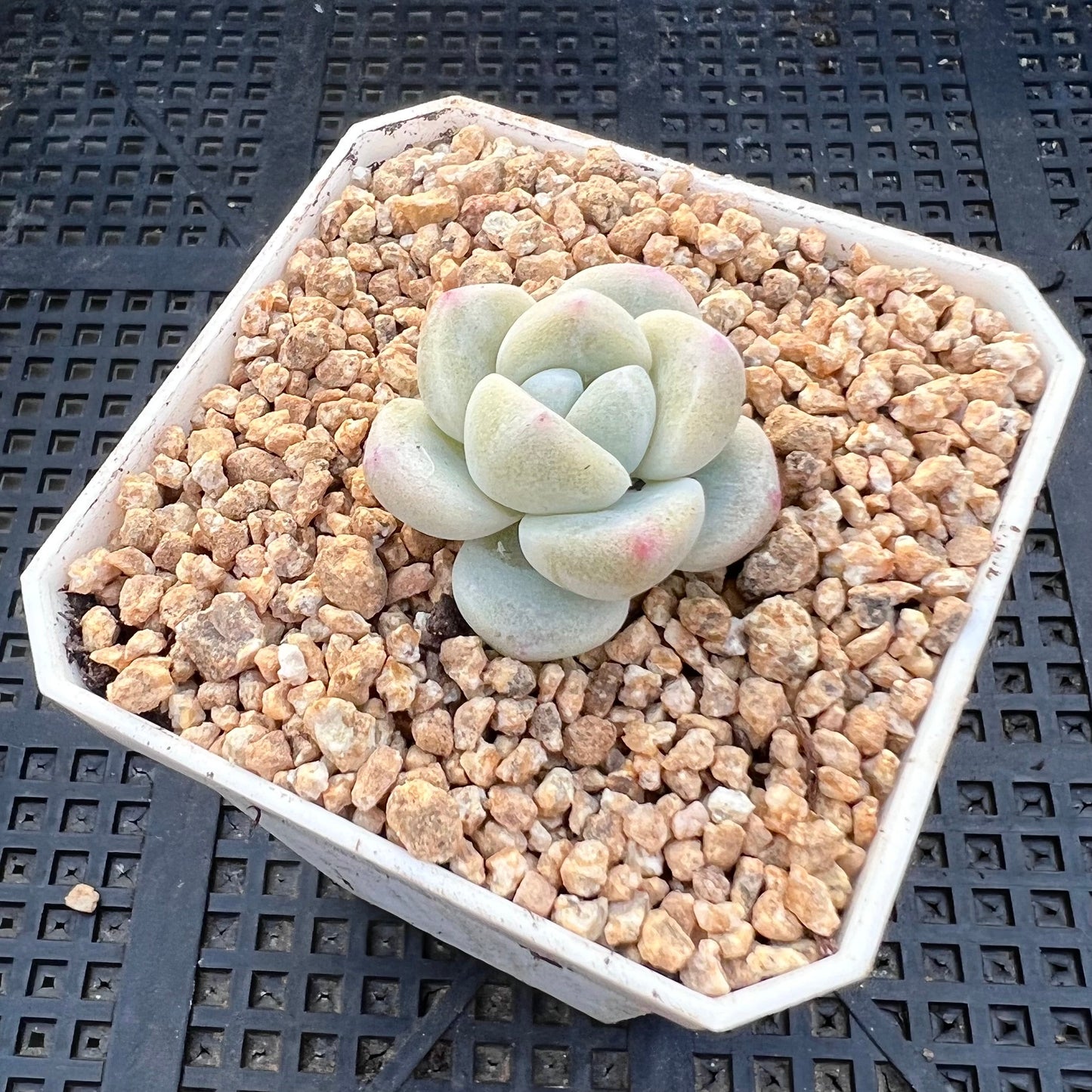Echeveria ice green semi monstrose