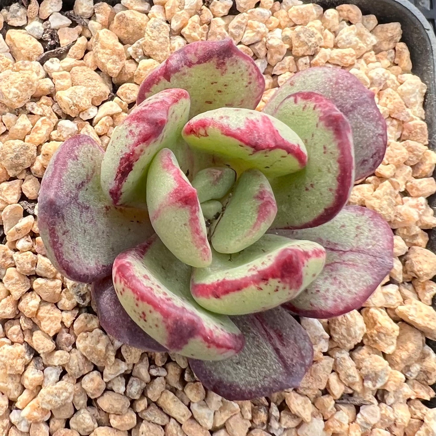Echeveria bella rouge monstrose S
