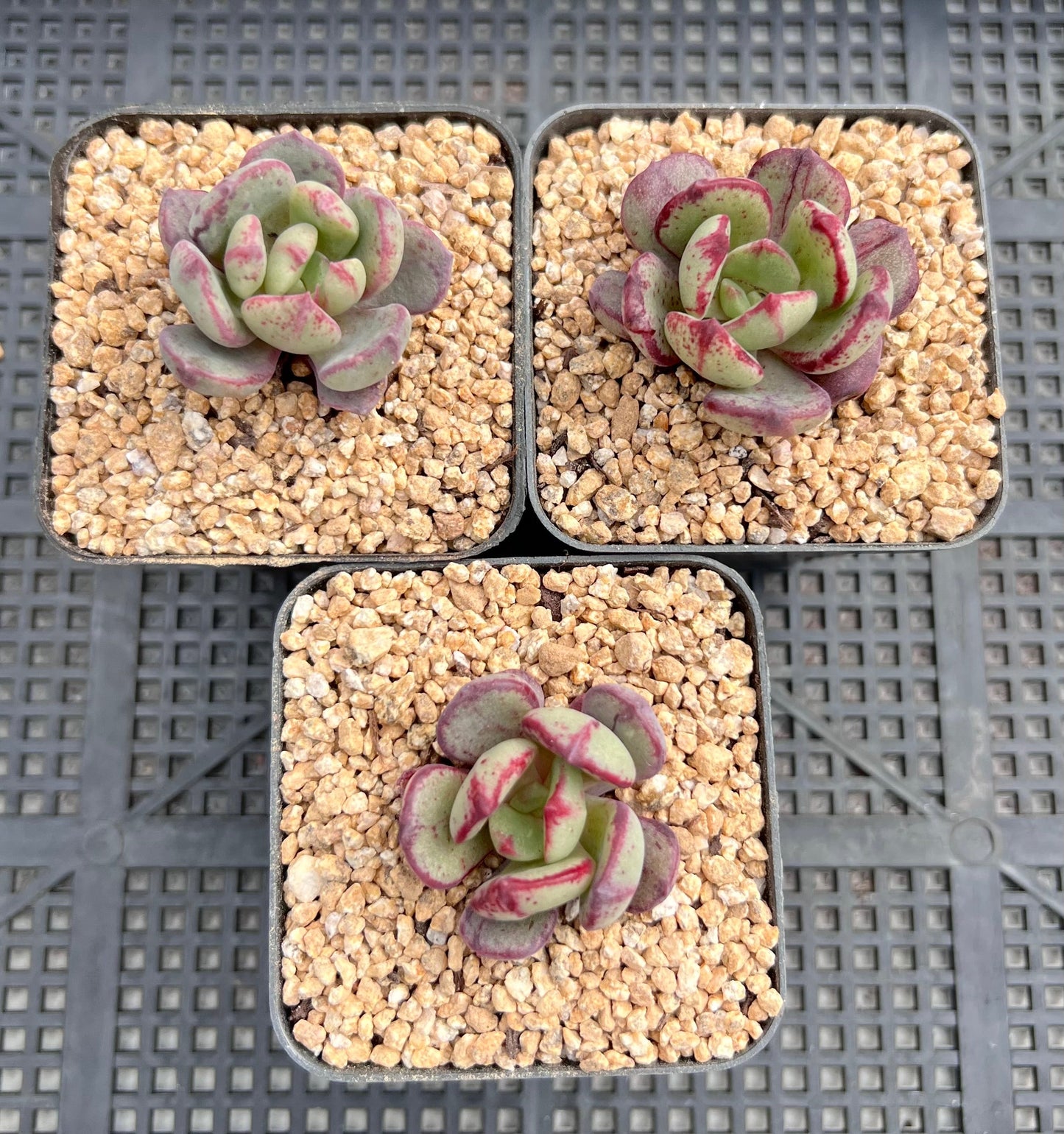 Echeveria bella rouge monstrose S