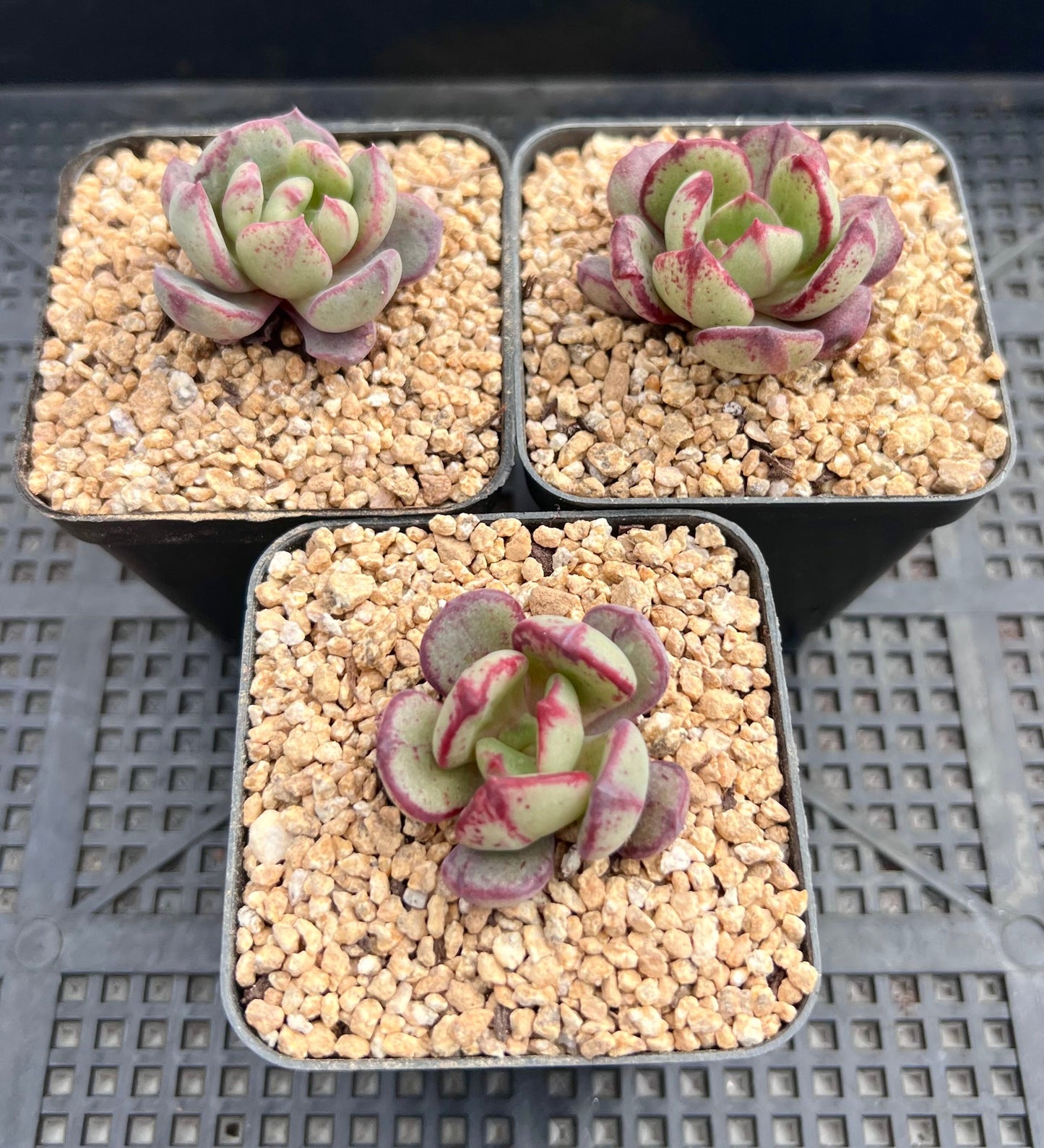 Echeveria bella rouge monstrose S