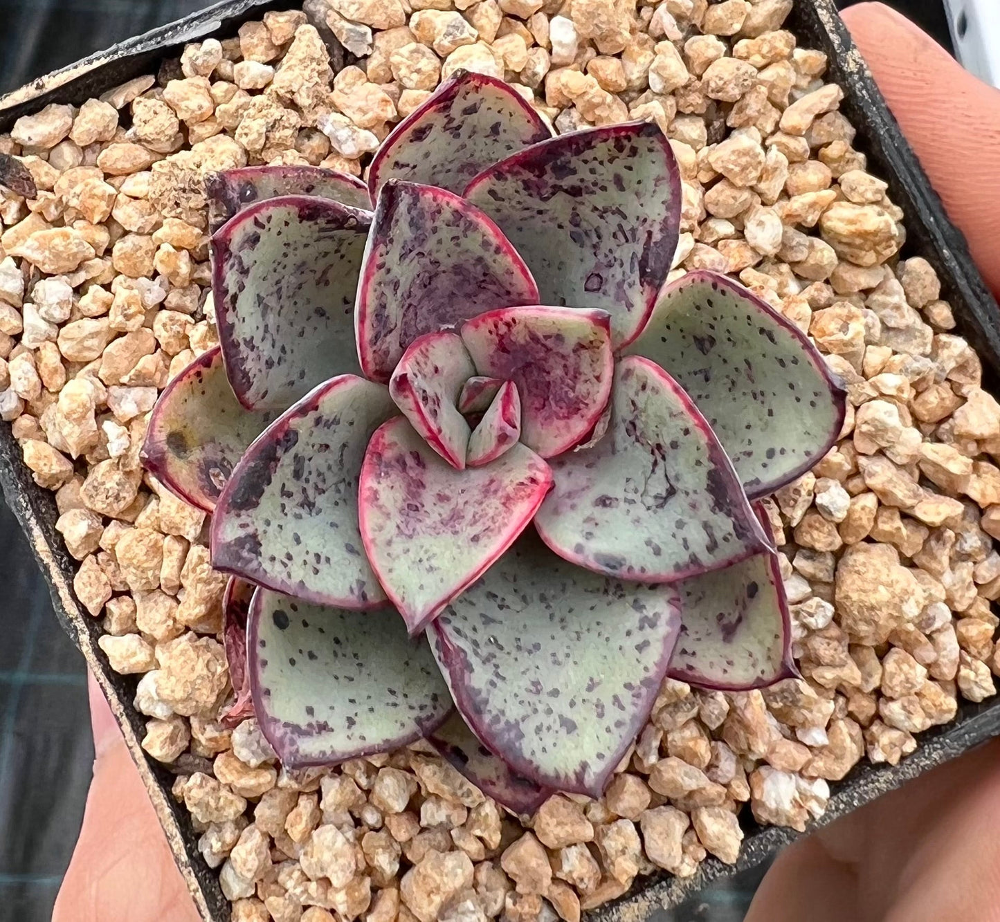 Echeveria Riga