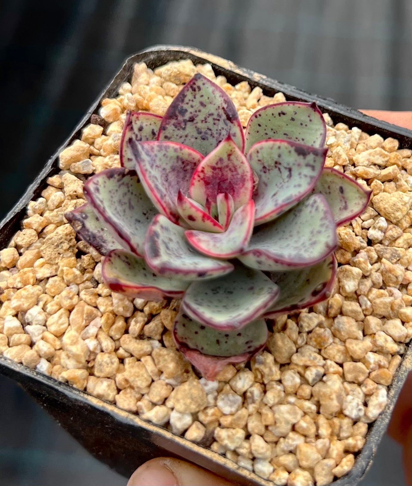 Echeveria Riga