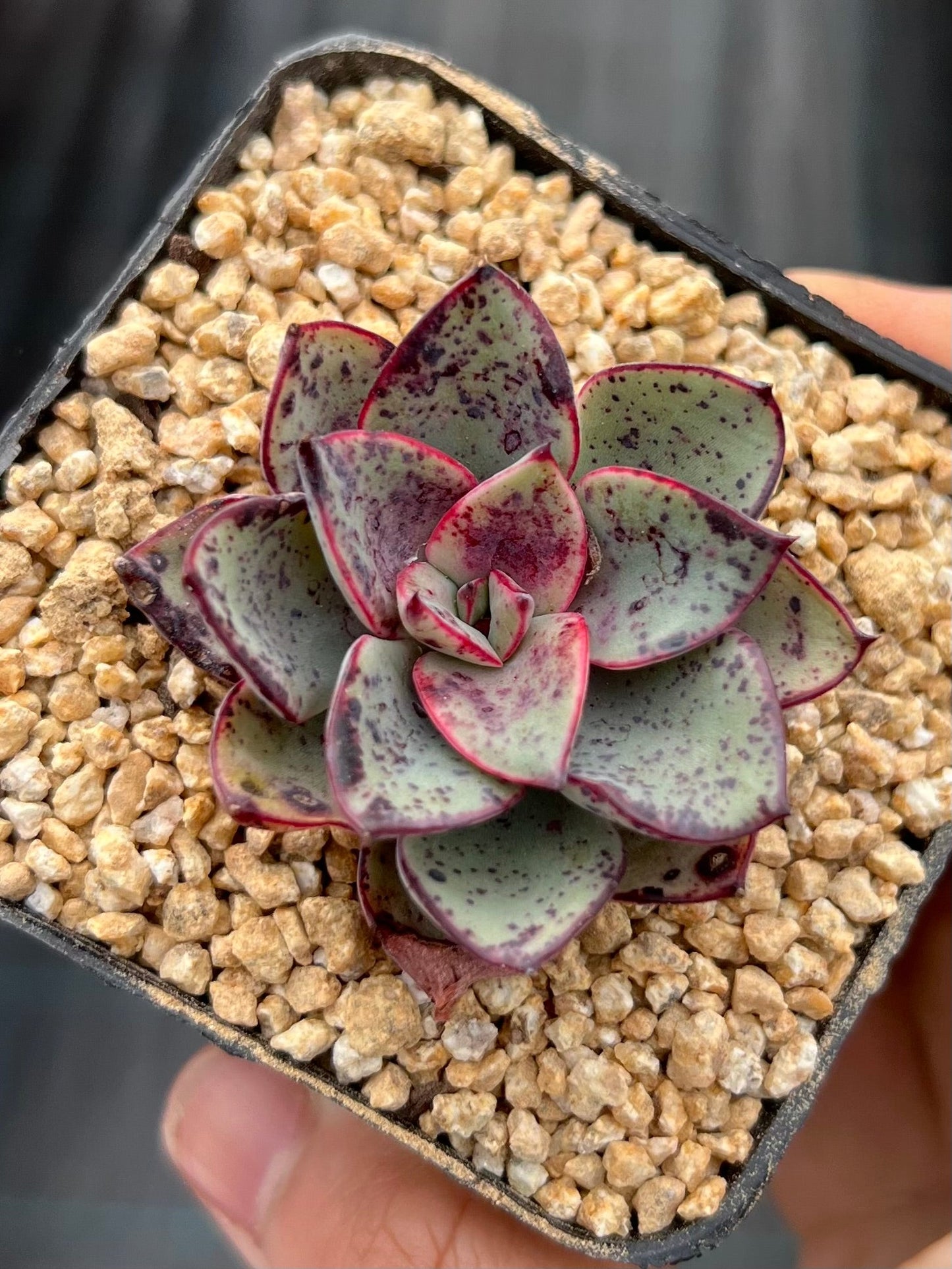 Echeveria Riga