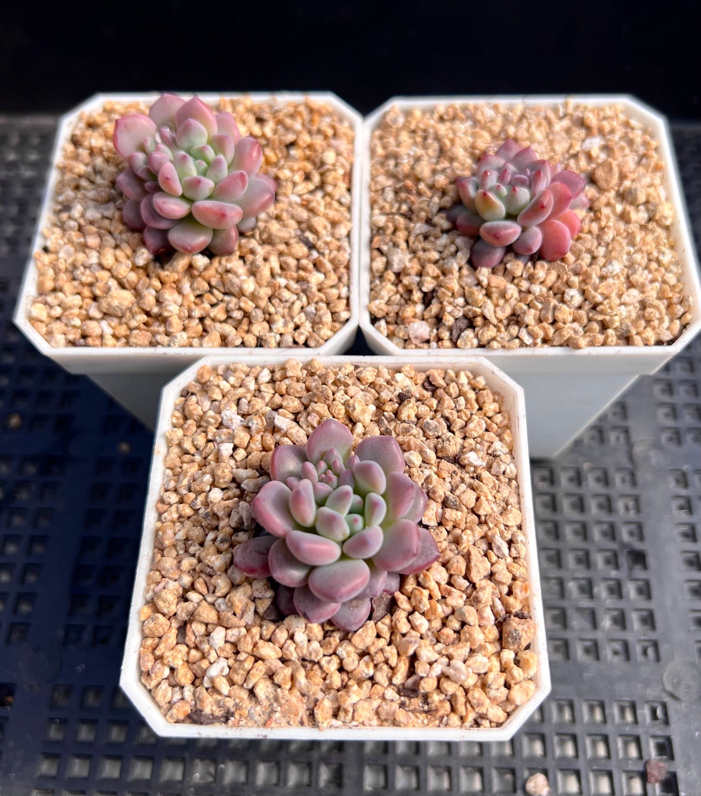 Echeveria amoena round asian form