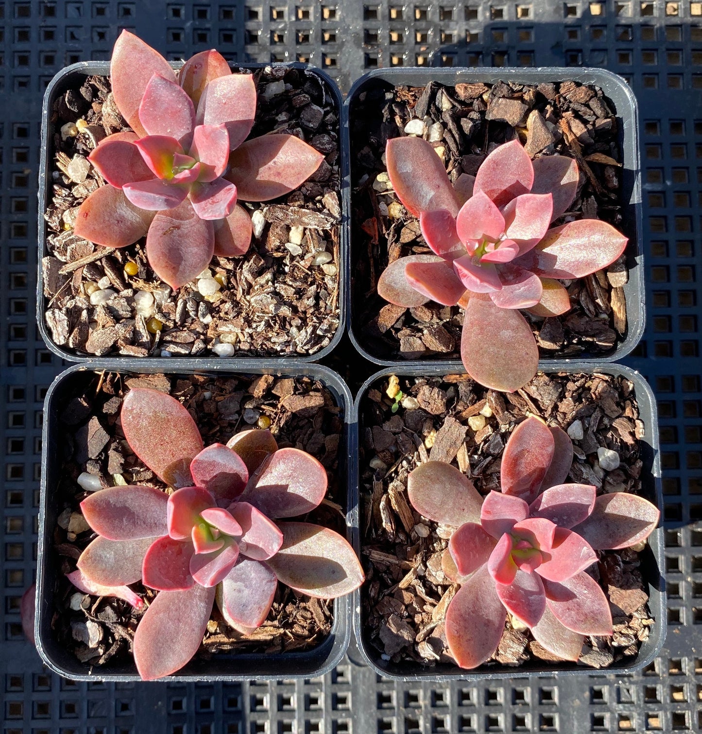 Echeveria purple princess