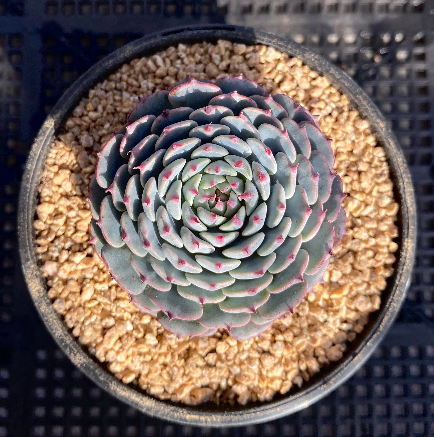Echeveria minima x tuxpan S