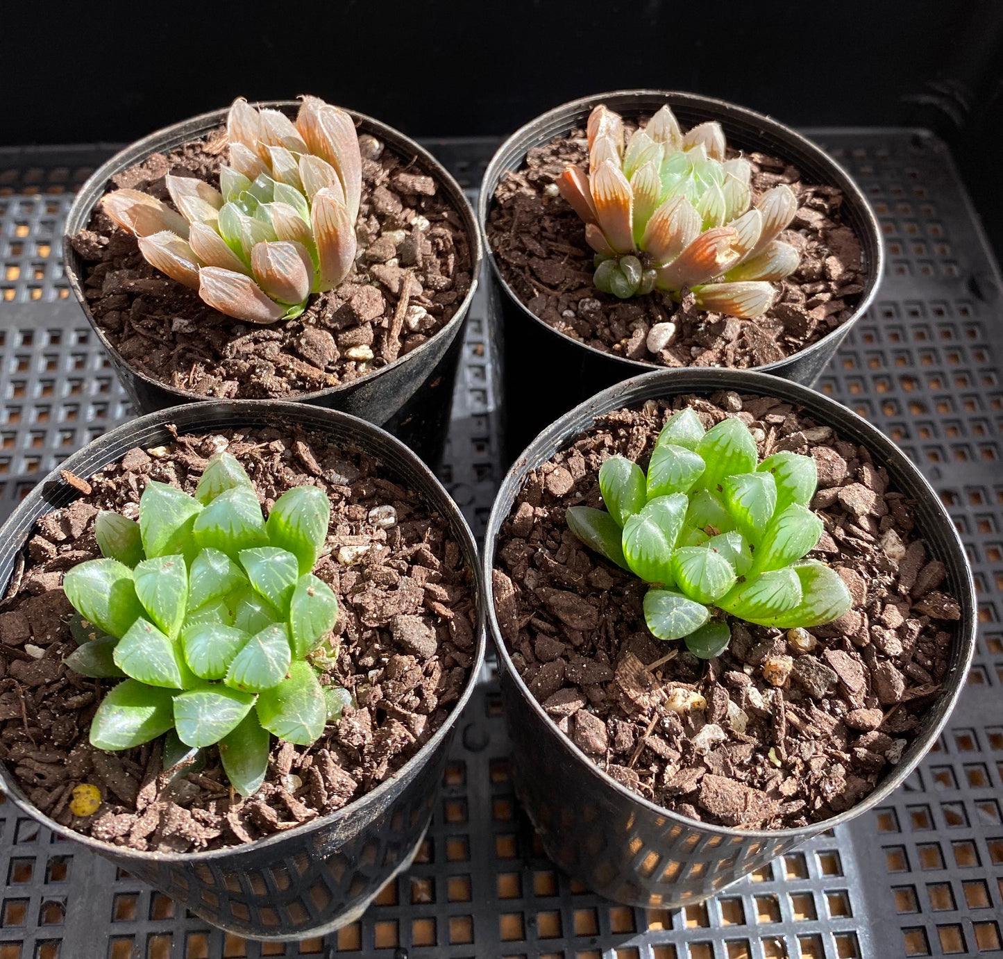 Haworthia cooperi hybrid