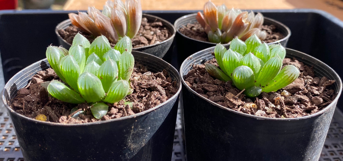 Haworthia cooperi hybrid