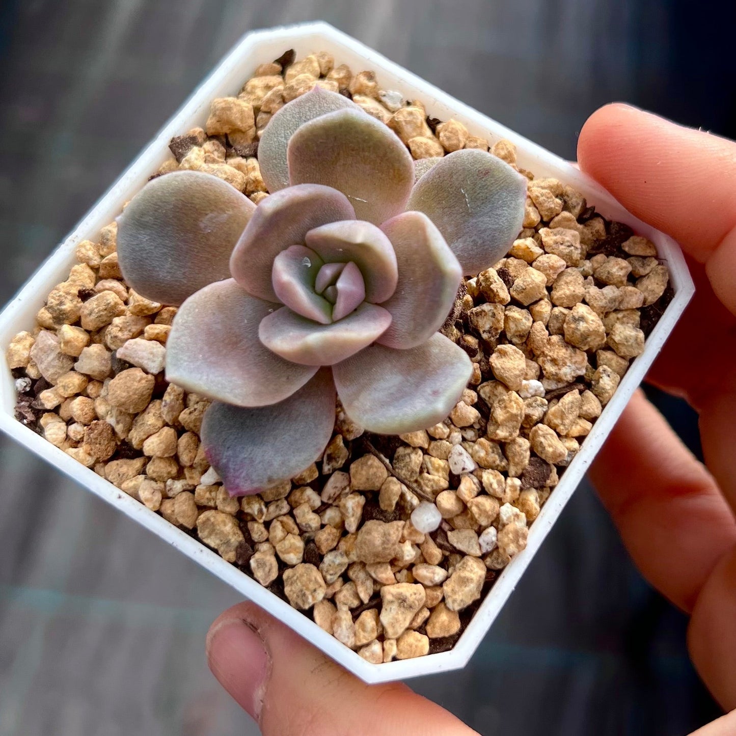 Echeveria lavender mist semi monstrose