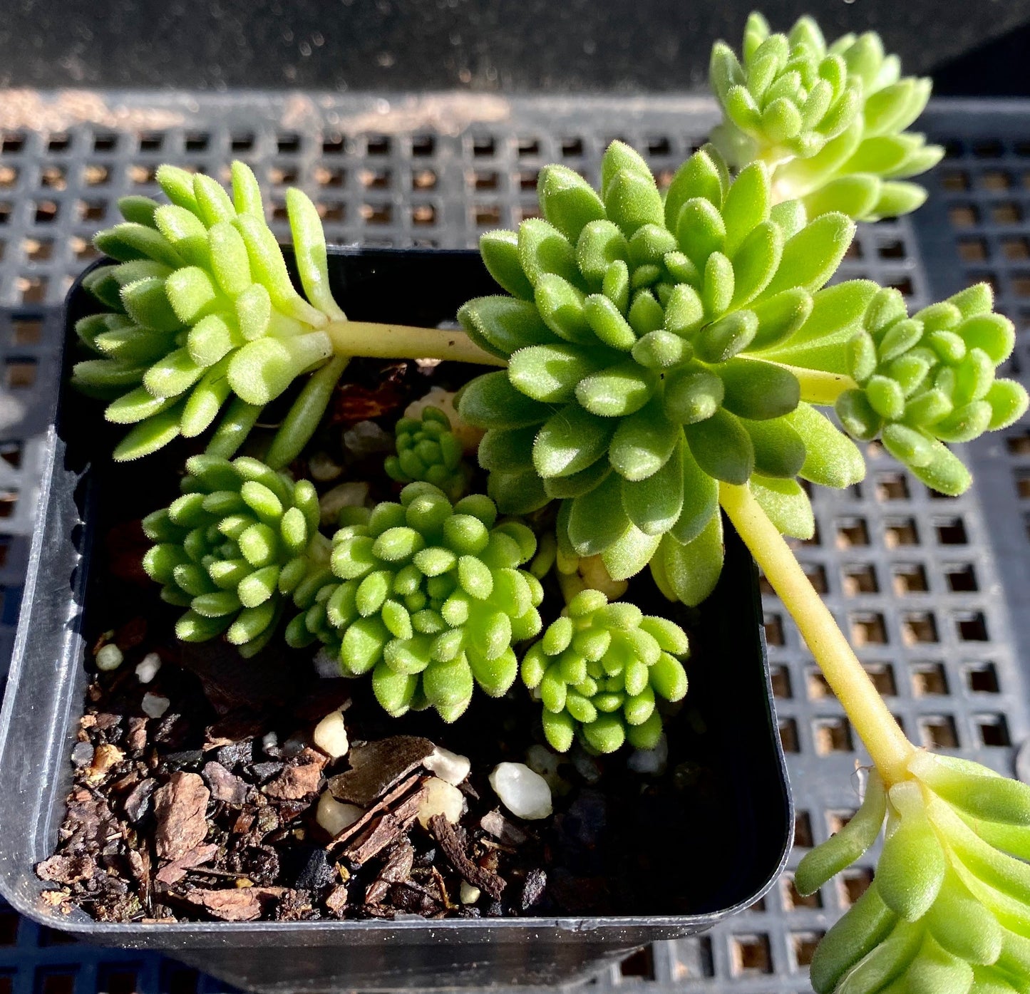 S.hirsutum ssp. baeticum Rouy cutting