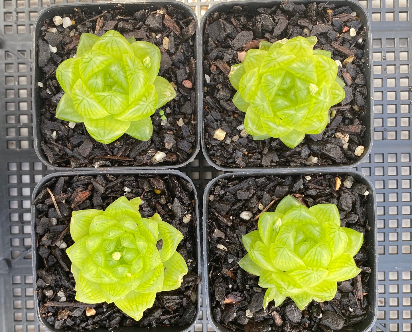 Haworthia cymbiformis obtusa