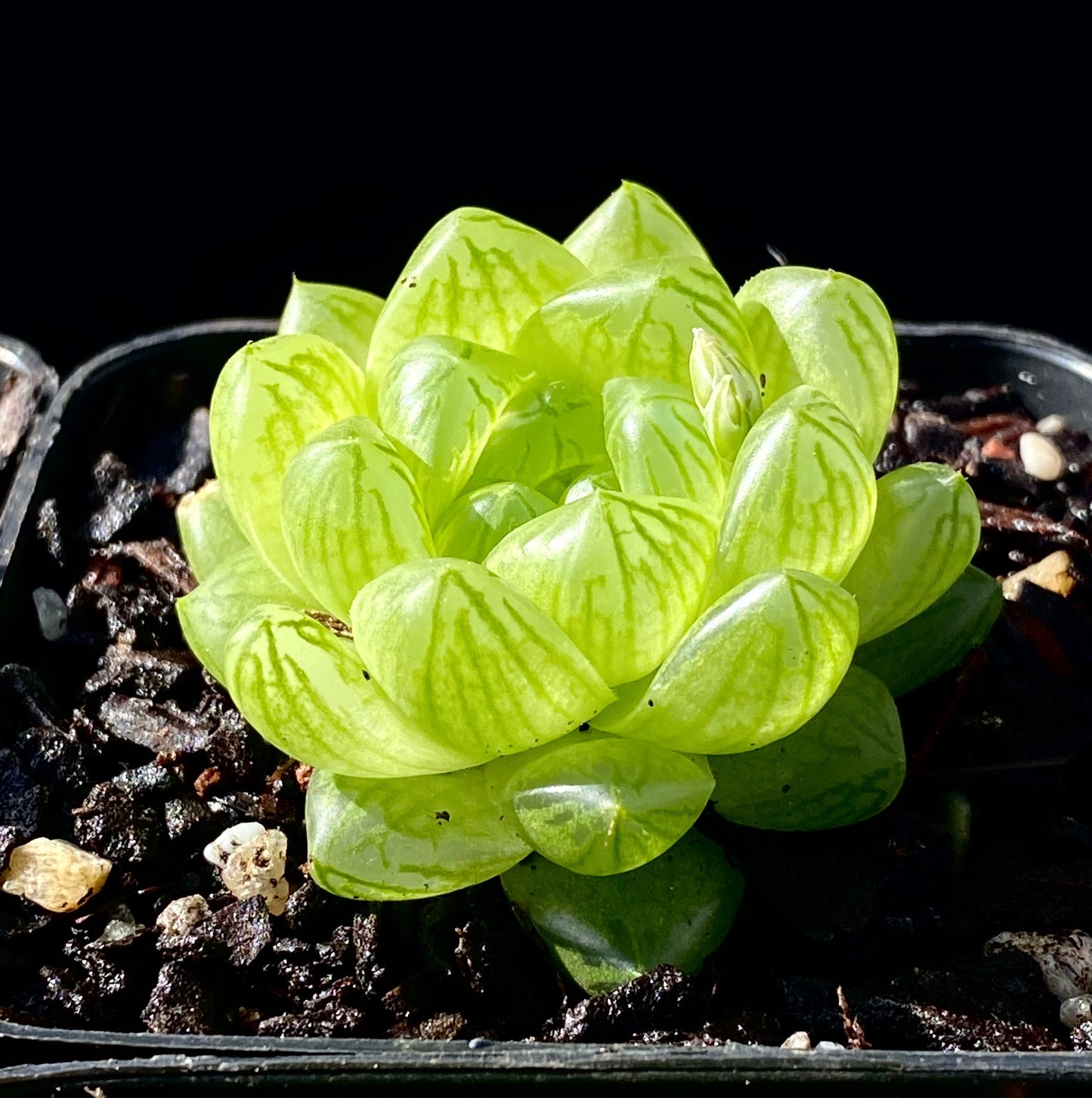 Haworthia cymbiformis obtusa