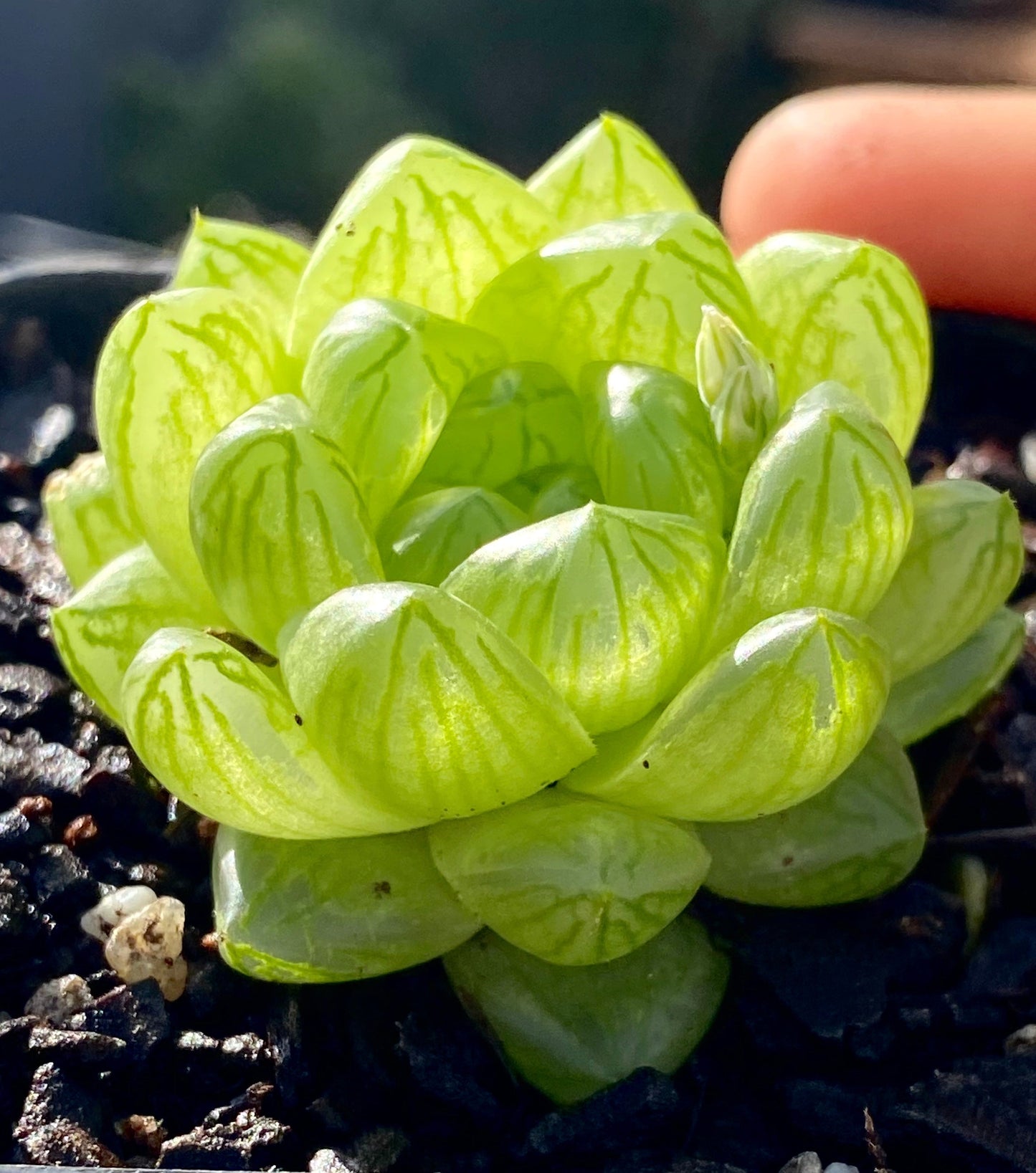 Haworthia cymbiformis obtusa