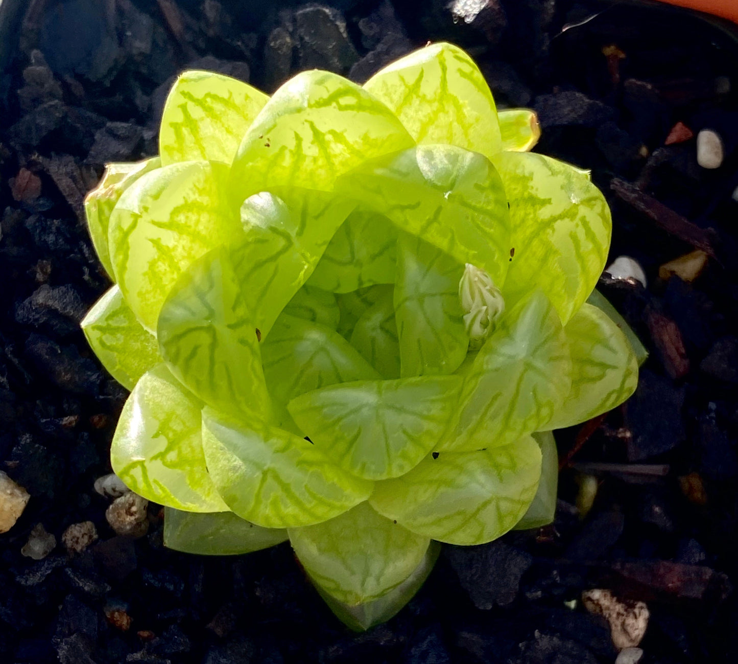Haworthia cymbiformis obtusa