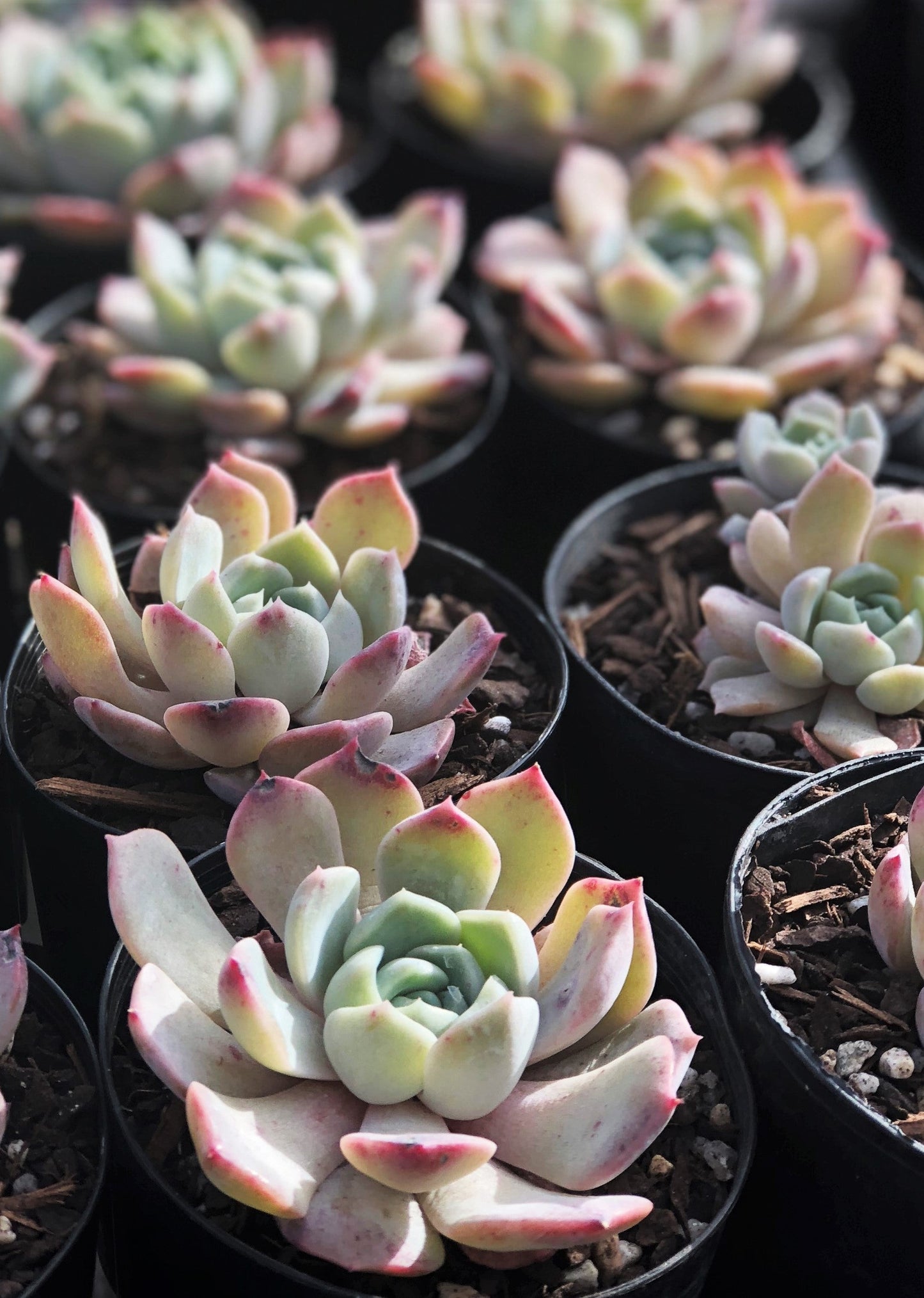 Echeveria Sarahime Botan x lilacina