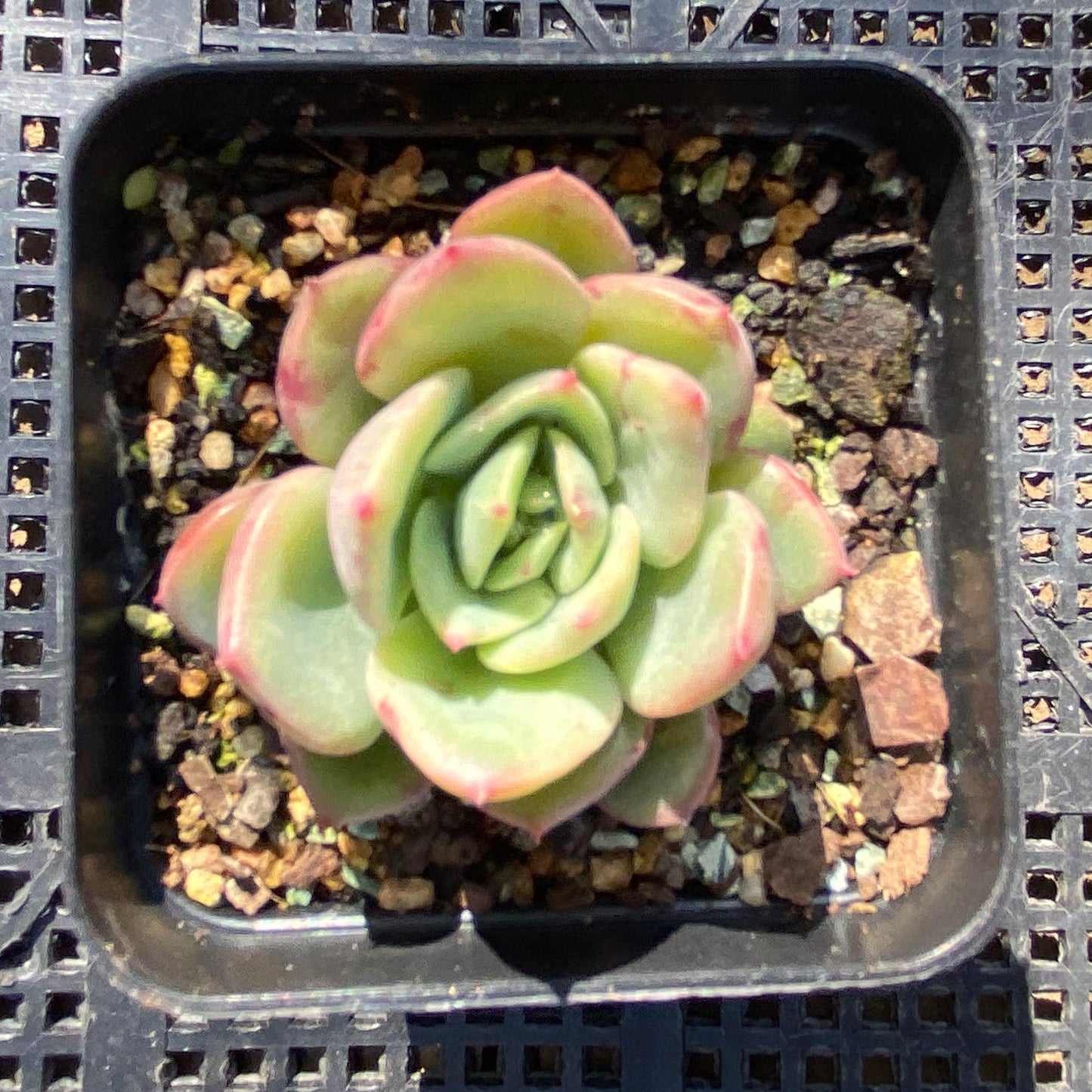 Echeveria salmon