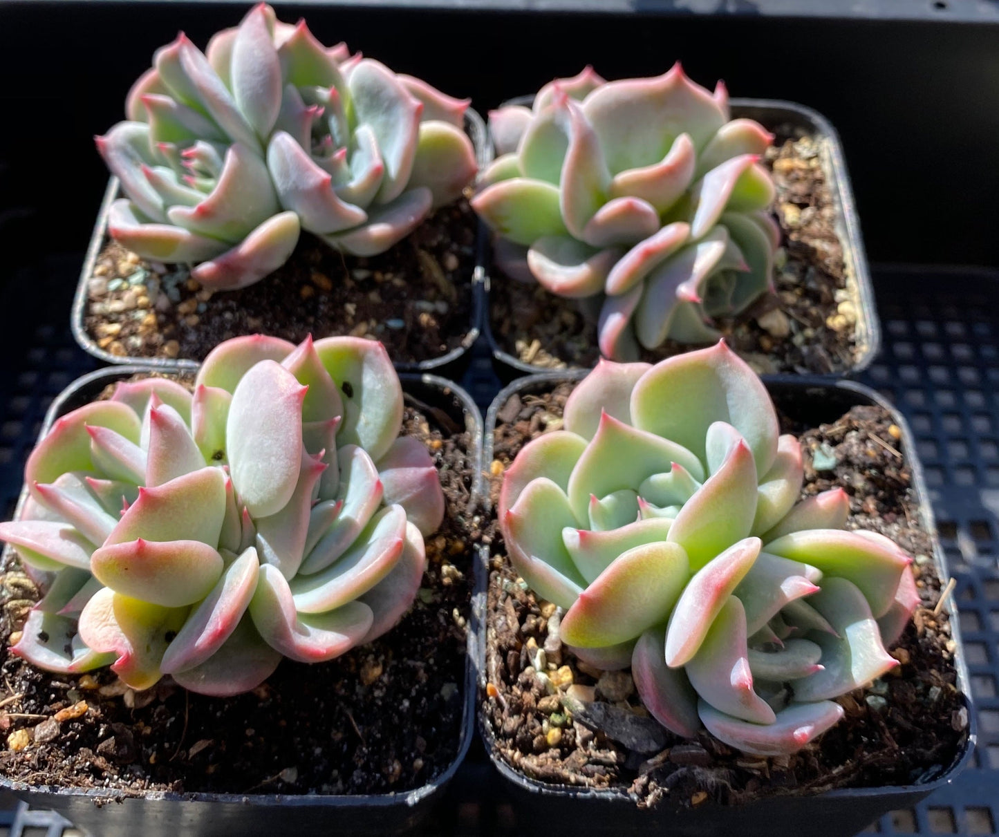 Echeveria Rosanna S