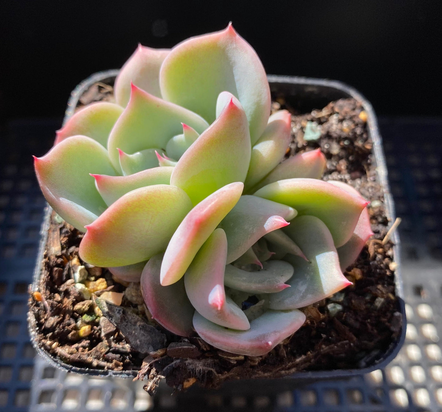 Echeveria Rosanna S