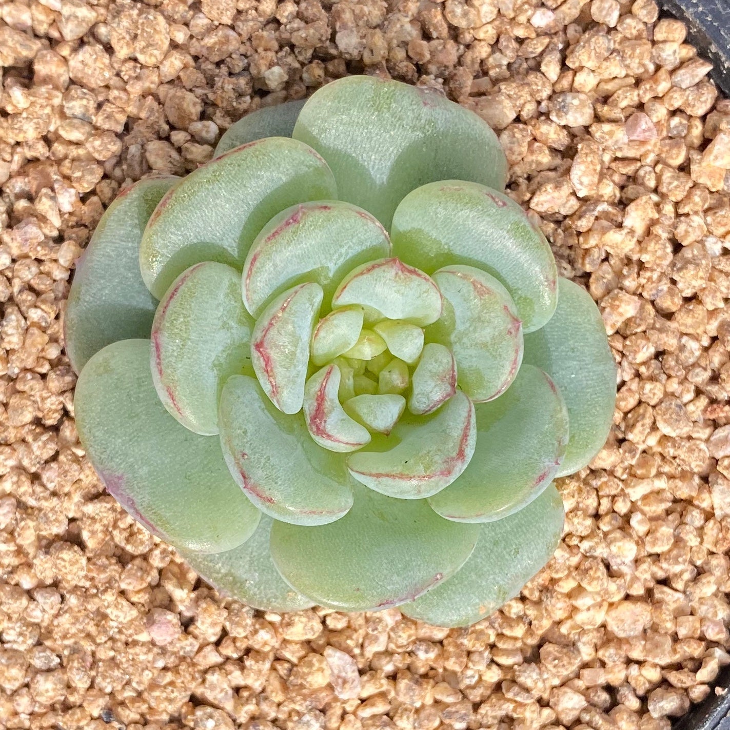 Echeveria red velvet