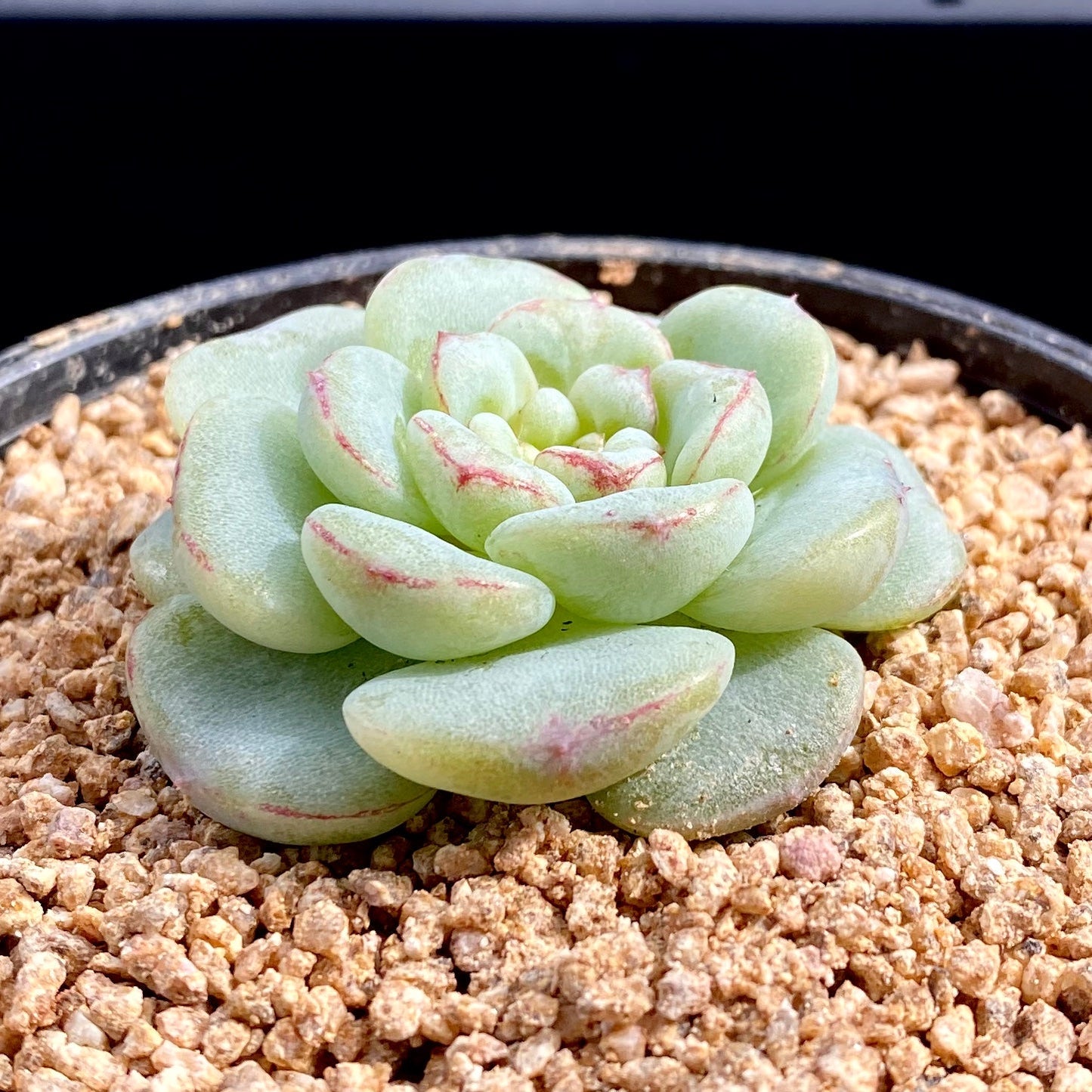 Echeveria red velvet