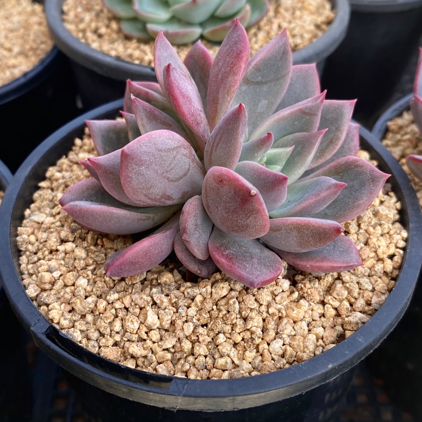 Echeveria bonifica