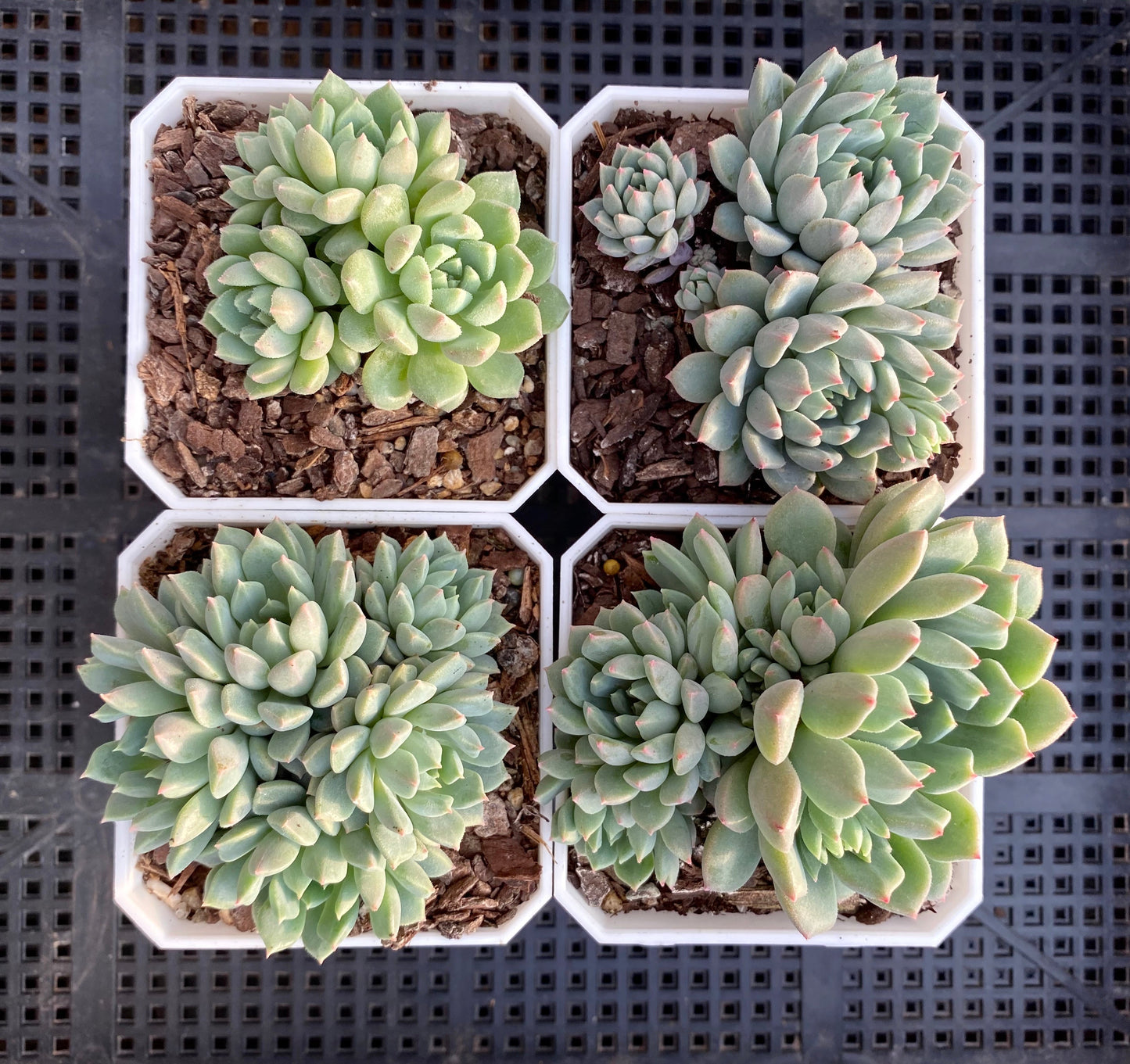 Echeveria Chrissy and Ryan Small