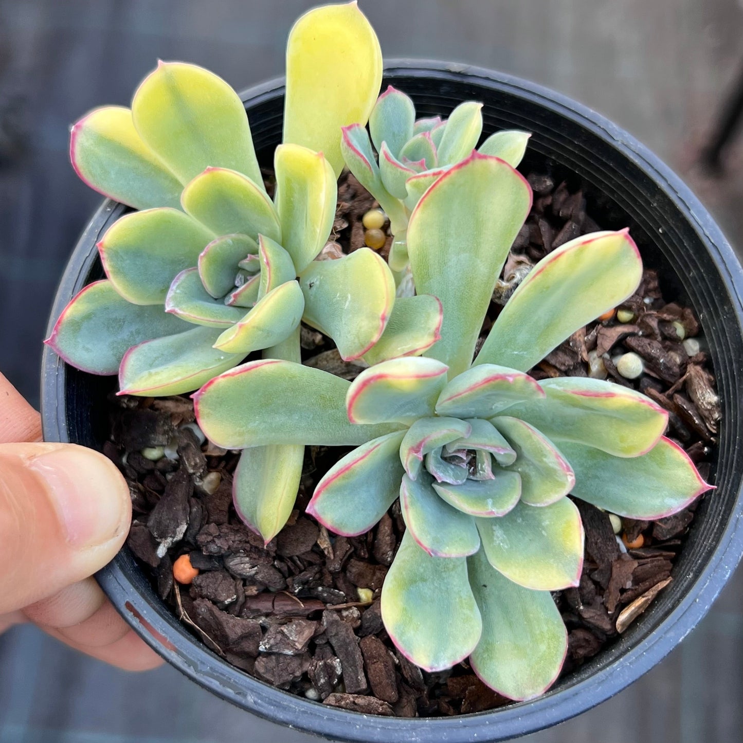 Echeveria pulidonis yellow variegation