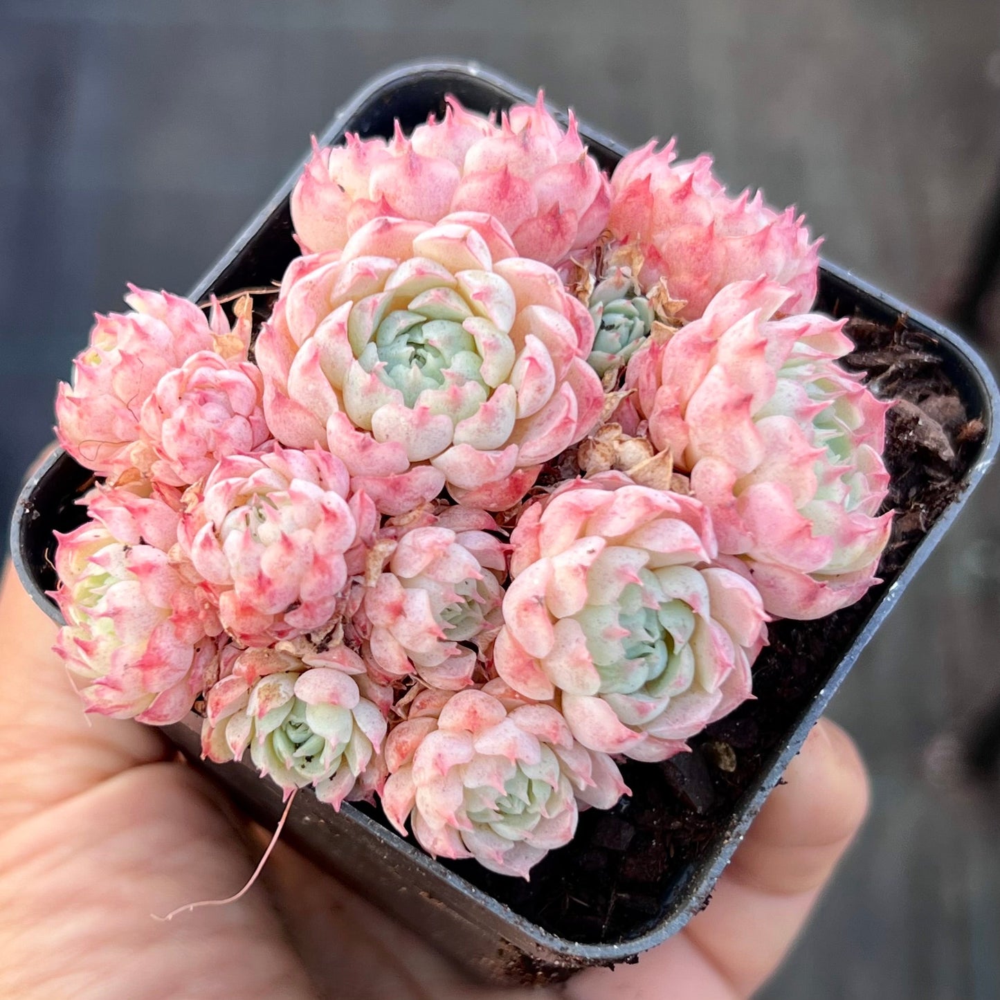 Echeveria heartbeat