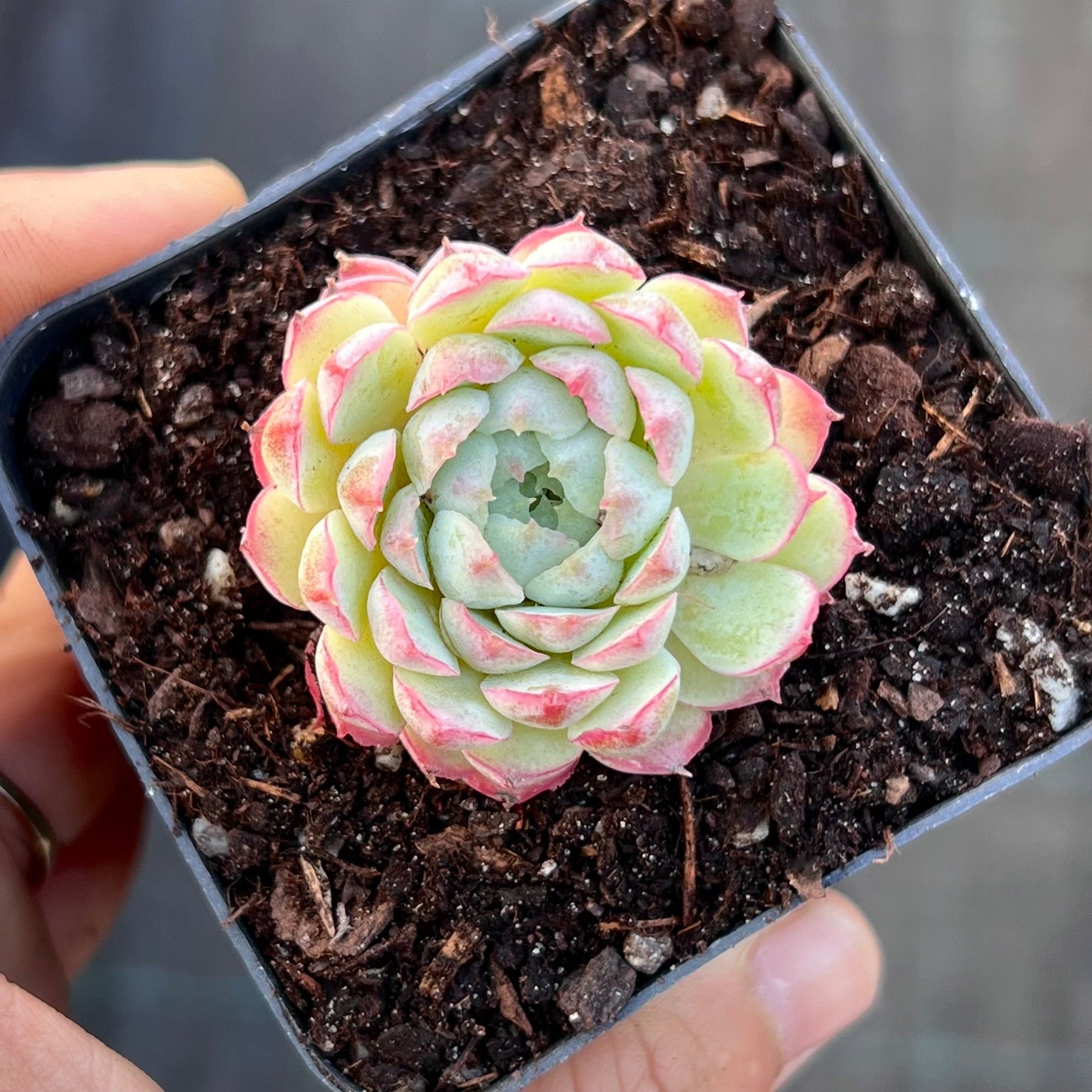 Echeveria heartbeat